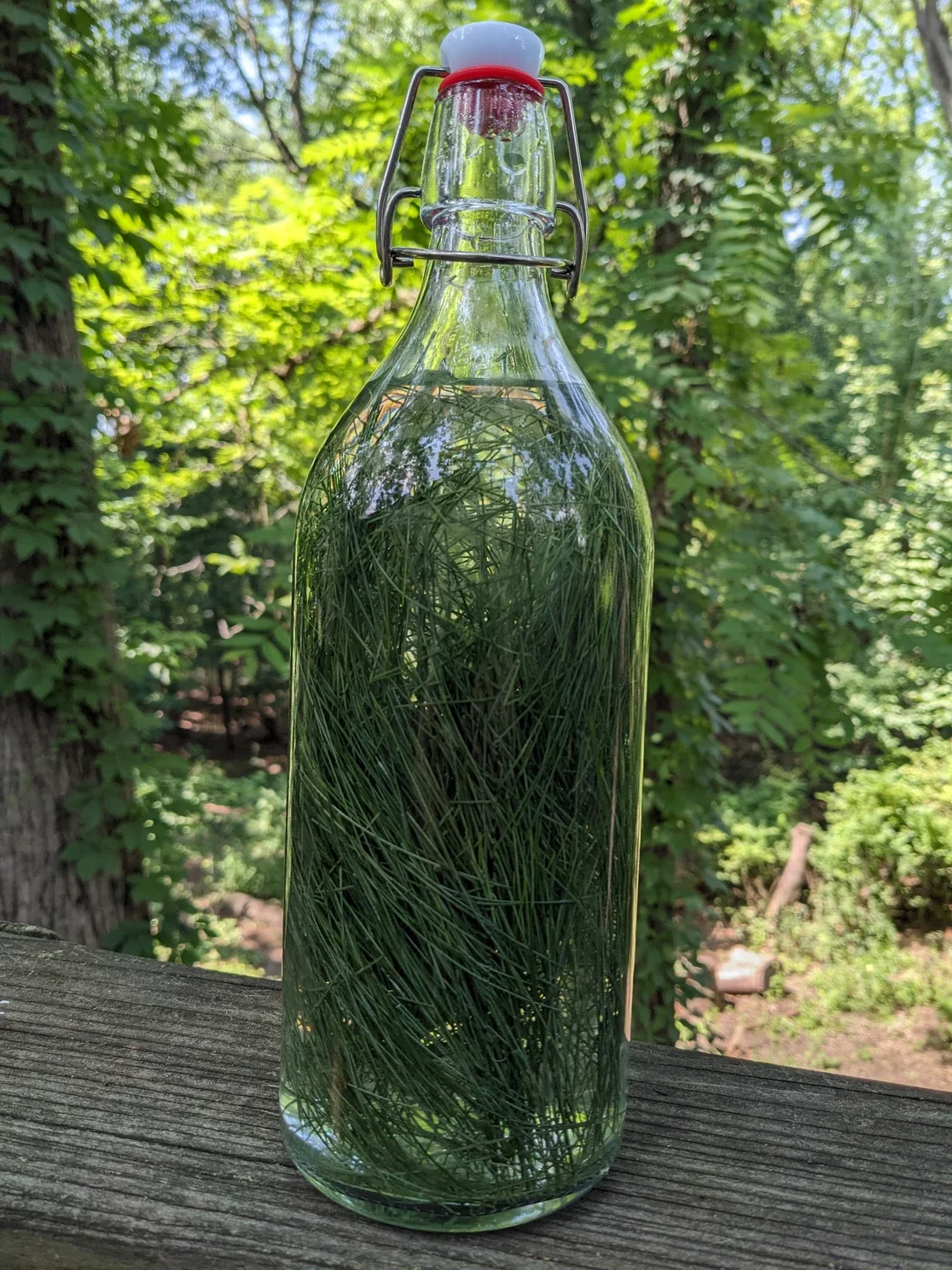 Photo of a large glass bottle filled with liquid and white pine