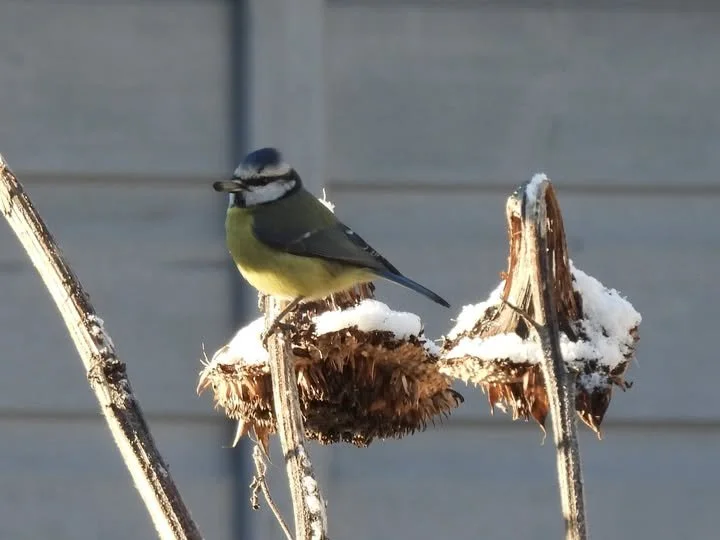 Blue tit on sunflower - KG.jpg