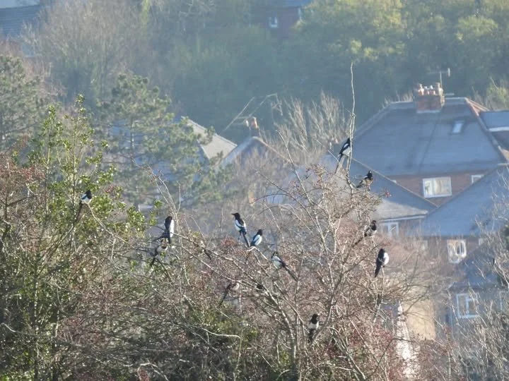 magpies.jpg