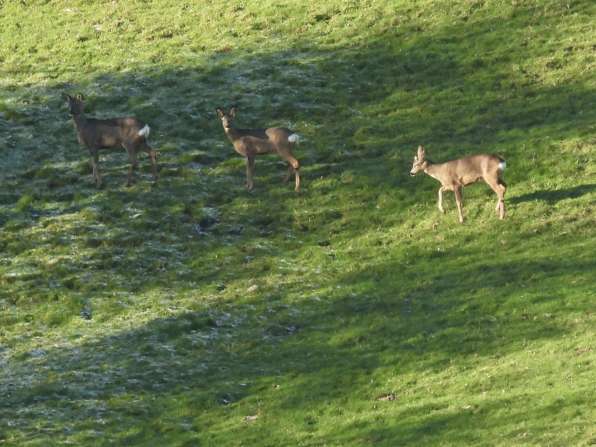 roe deer WMF Nov25.jpg