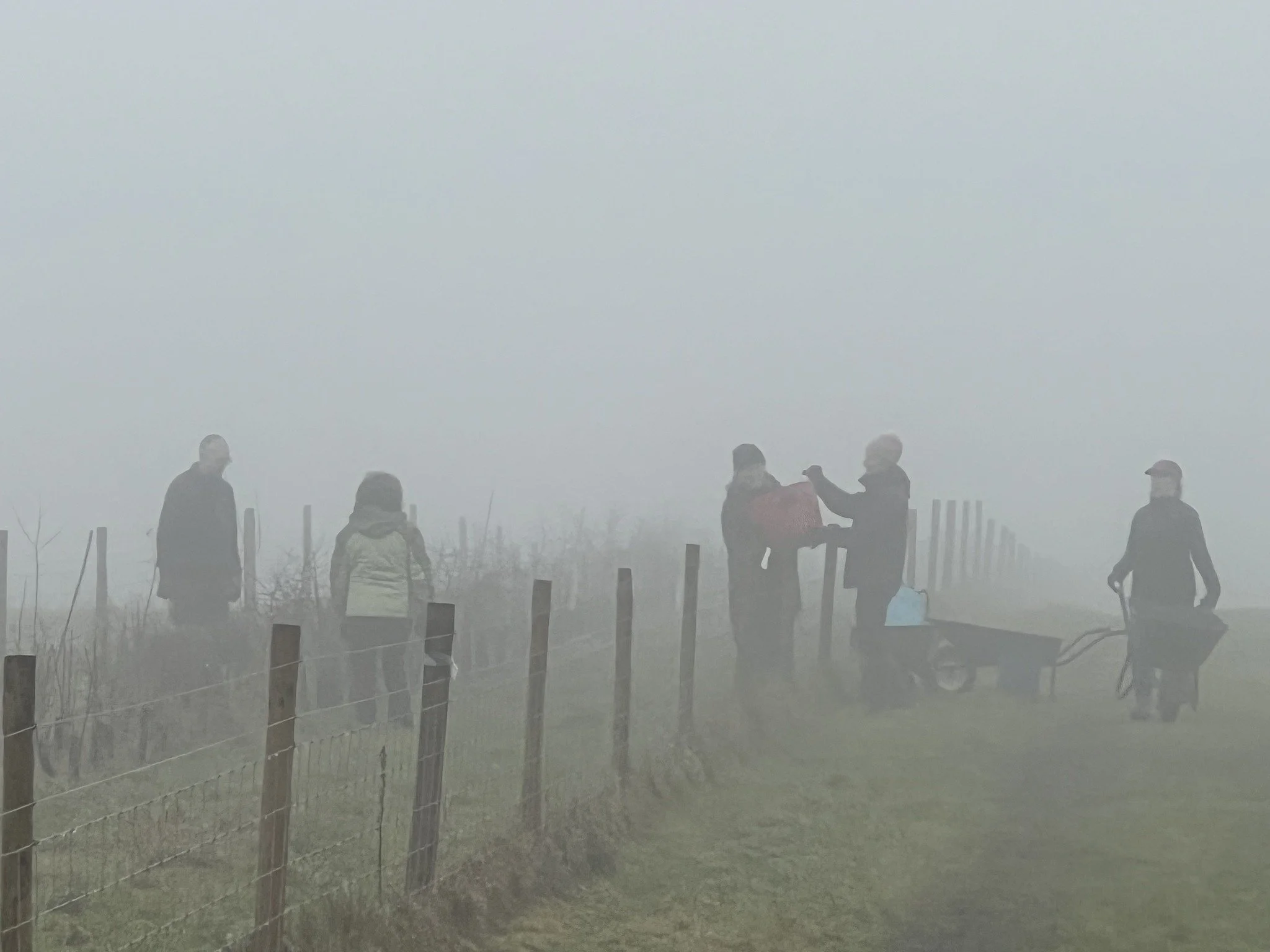 Foggy day mulching.jpg