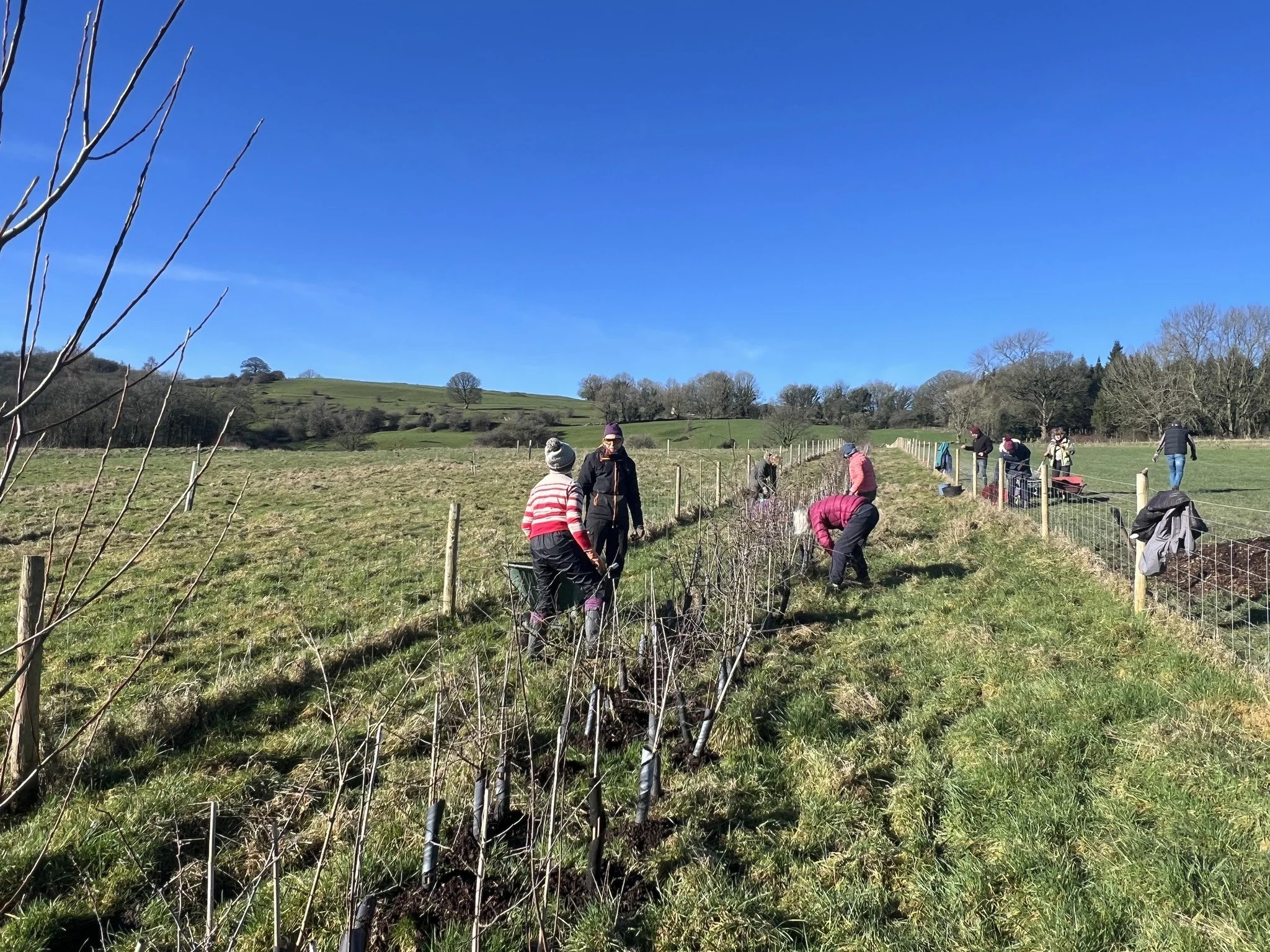 14Febhedge mulch.jpg