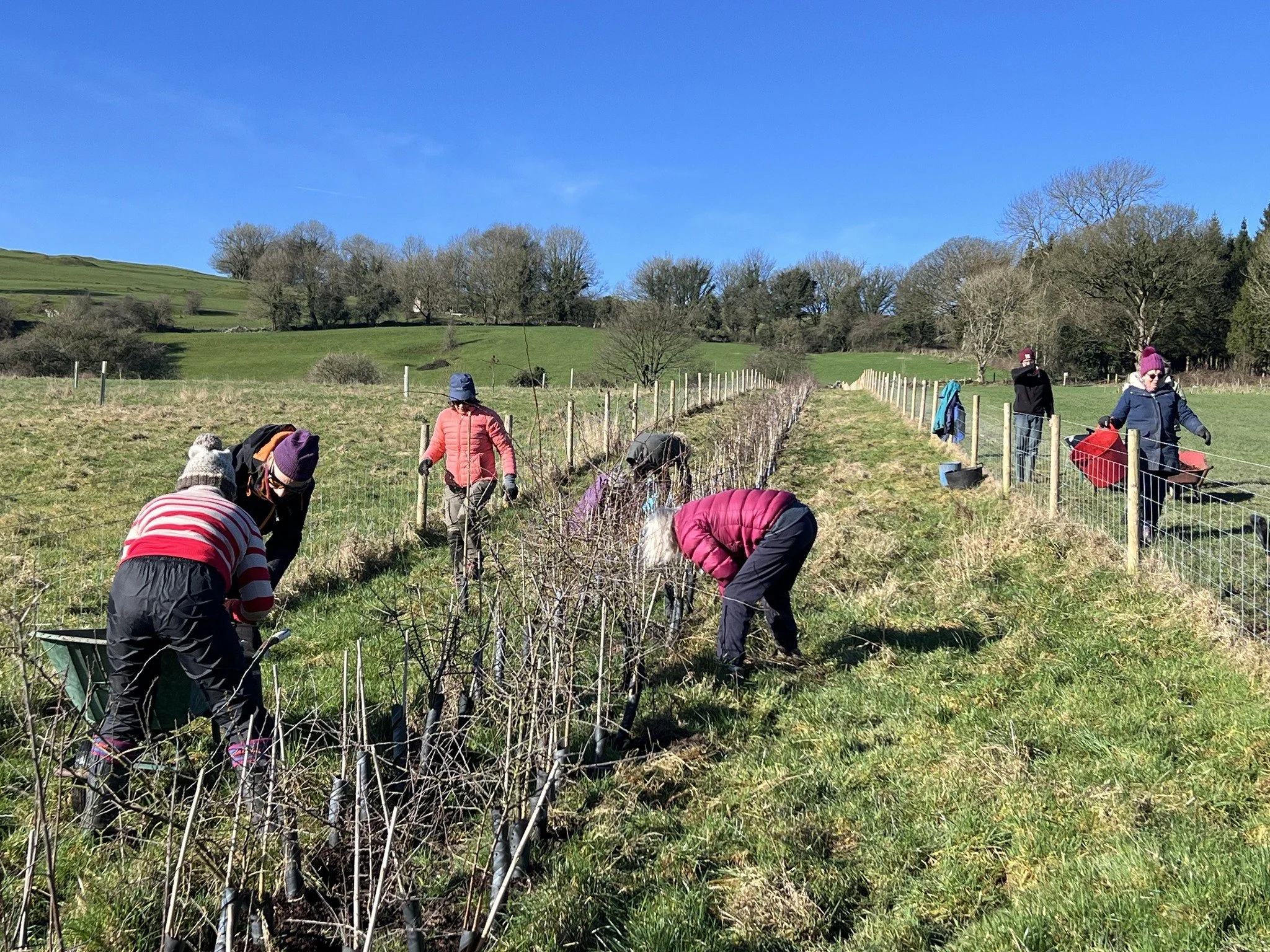 14Feb mulching hedge2.jpg