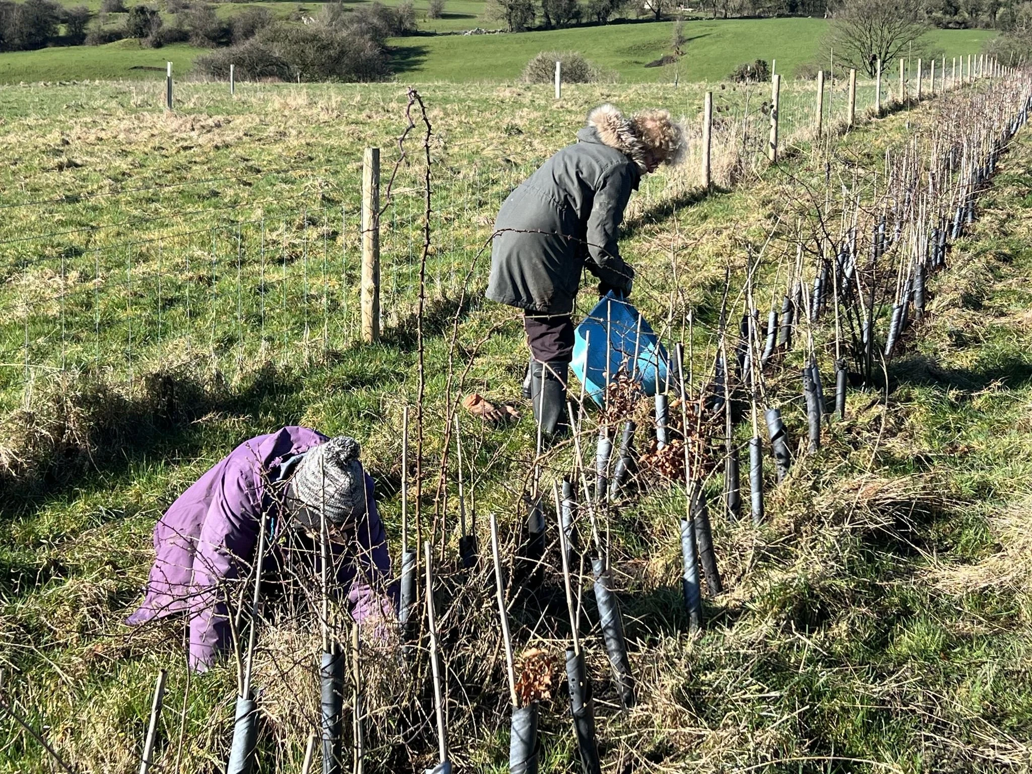 14 Feb applying mulch.jpg