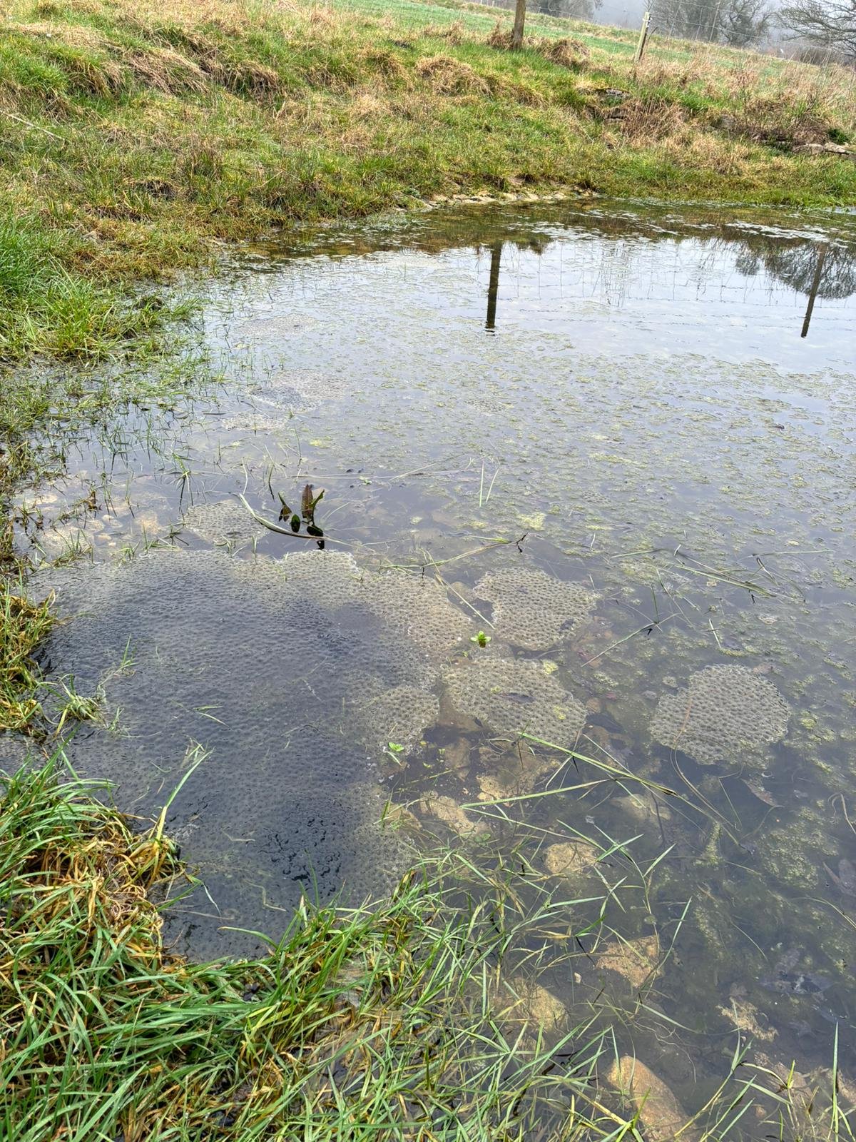 Spring at full throttle