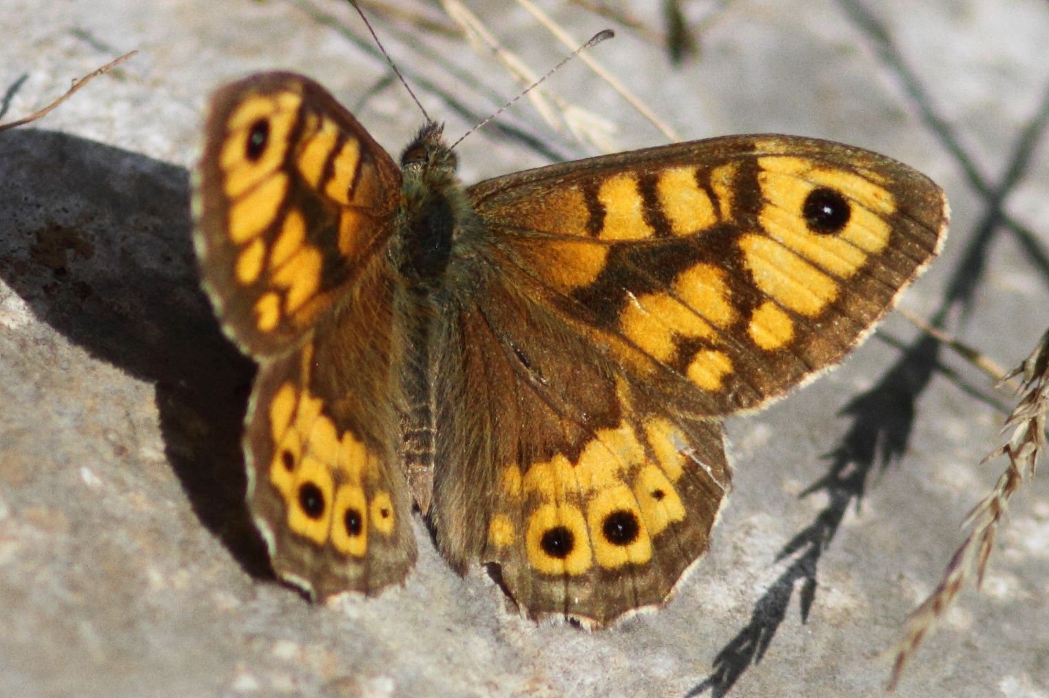 Wall Brown (m) Doug Aston.JPG
