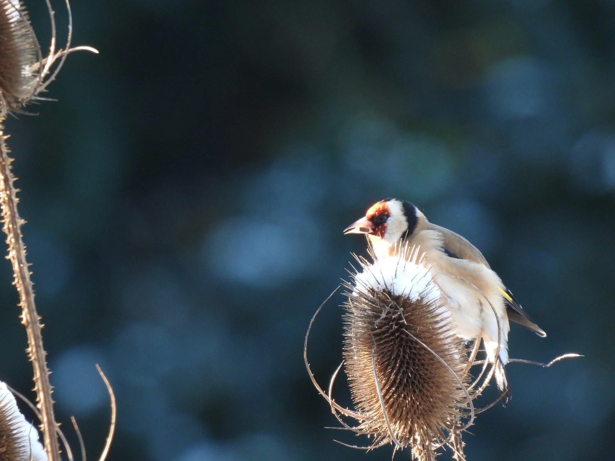 Goldfinch on teasel KG.jpg