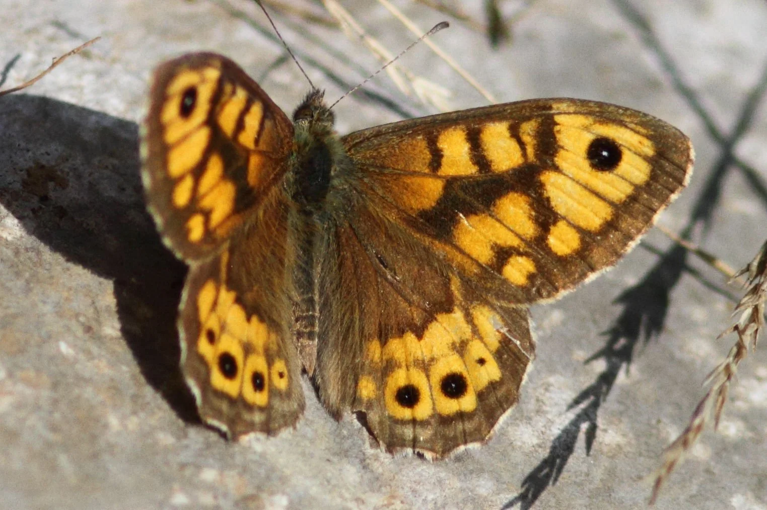 Wall Brown (m) Doug Aston.JPG