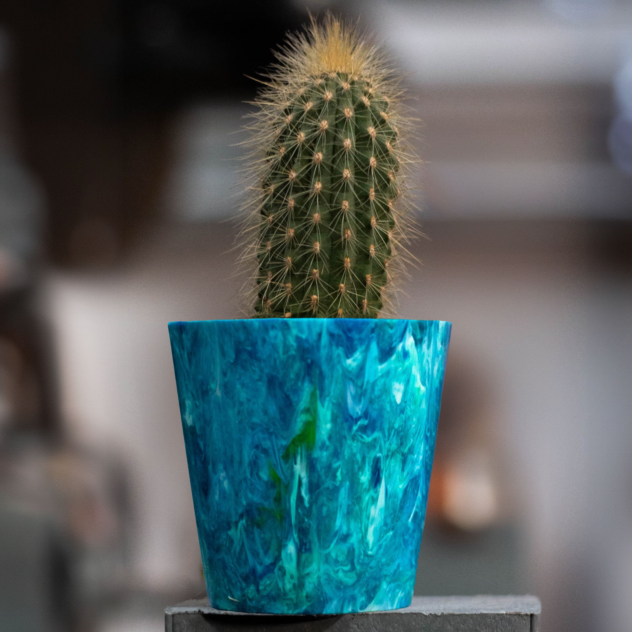 Cacti Pot 24-09-24.jpg
