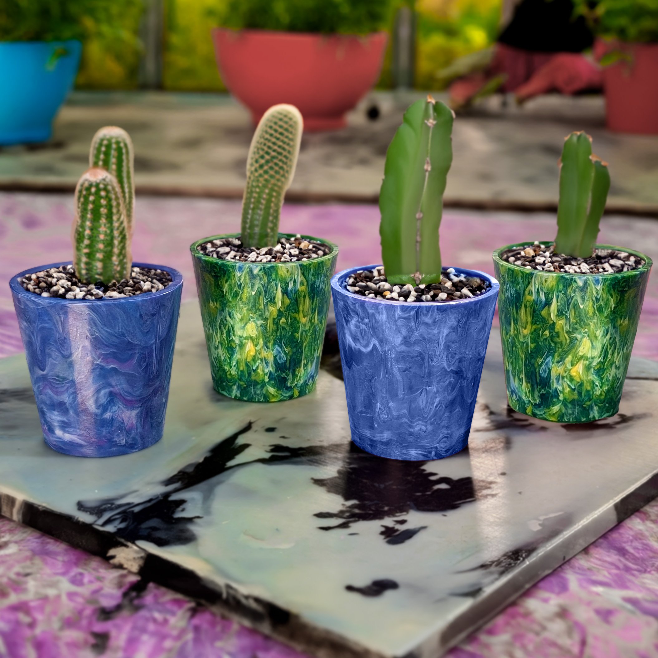 Cacti Pot 4Pack Store 17-10-24.jpg