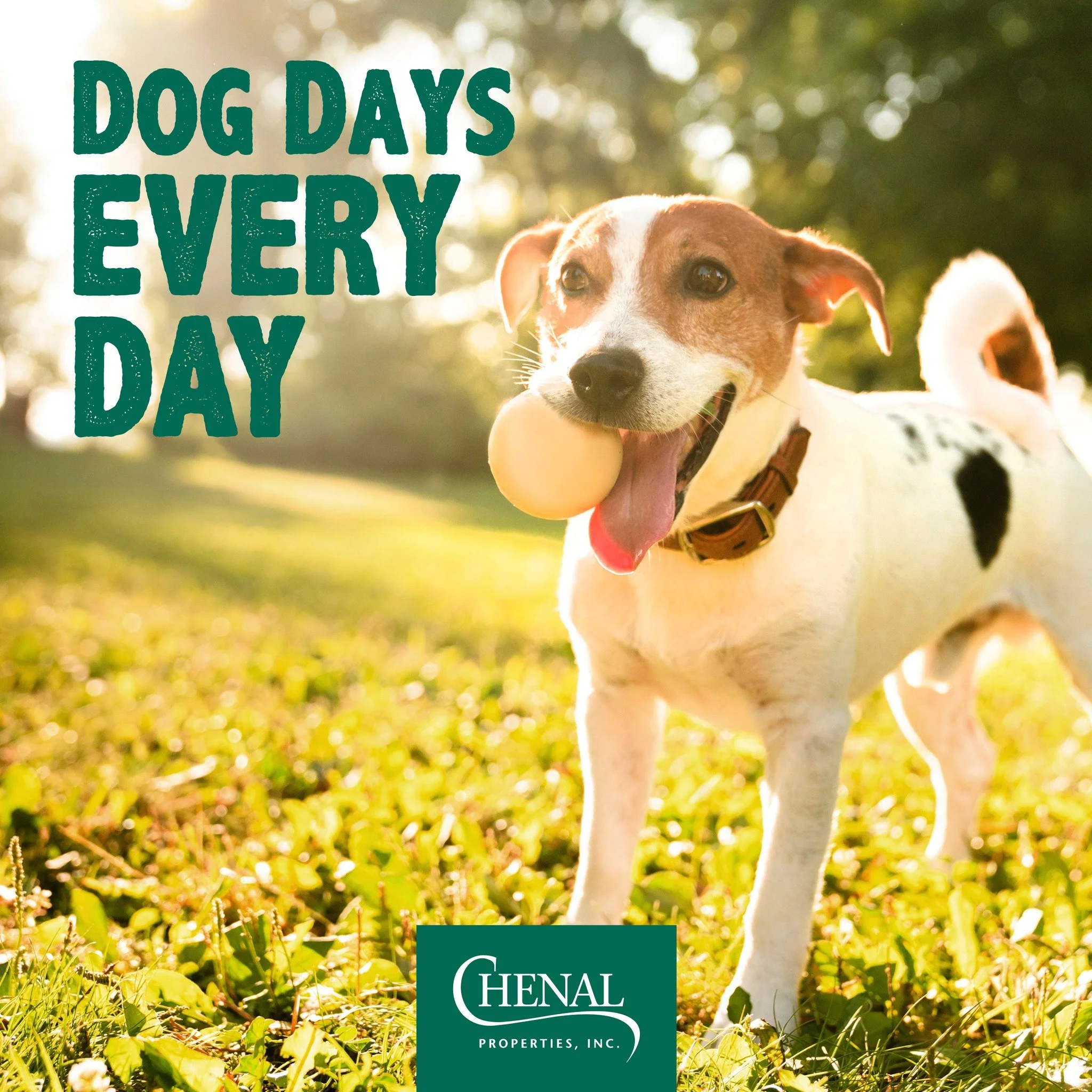 Find the spot of your doggie's dreams! We have beautiful homes available &ndash; across many price points &ndash; with fully fenced backyards, plus proximity to lots of green space, trails and all their favorite pup cup destinations. Give us a paw to