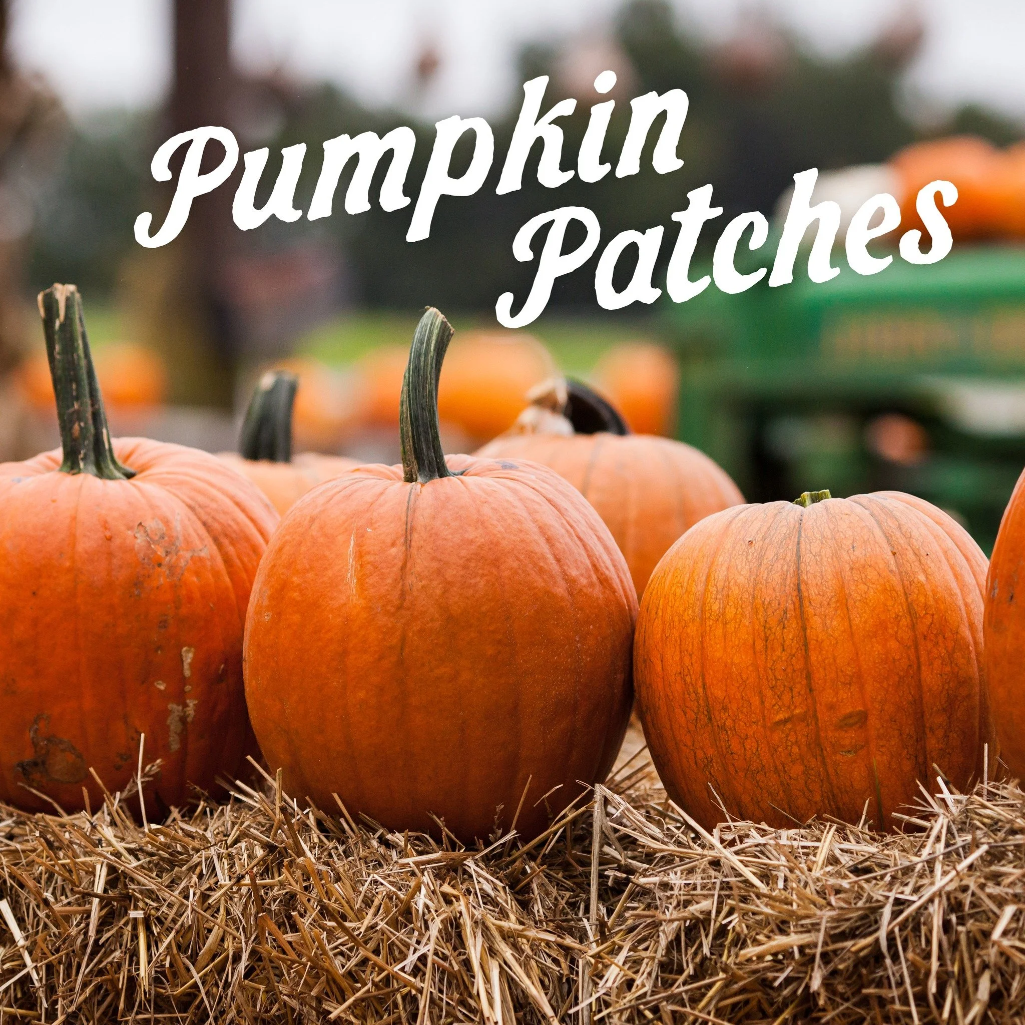 Visit Motley&rsquo;s Pumpkin Patch, Roseberry Farms or other area favorites for hayrides, corn mazes, fall pics and more!