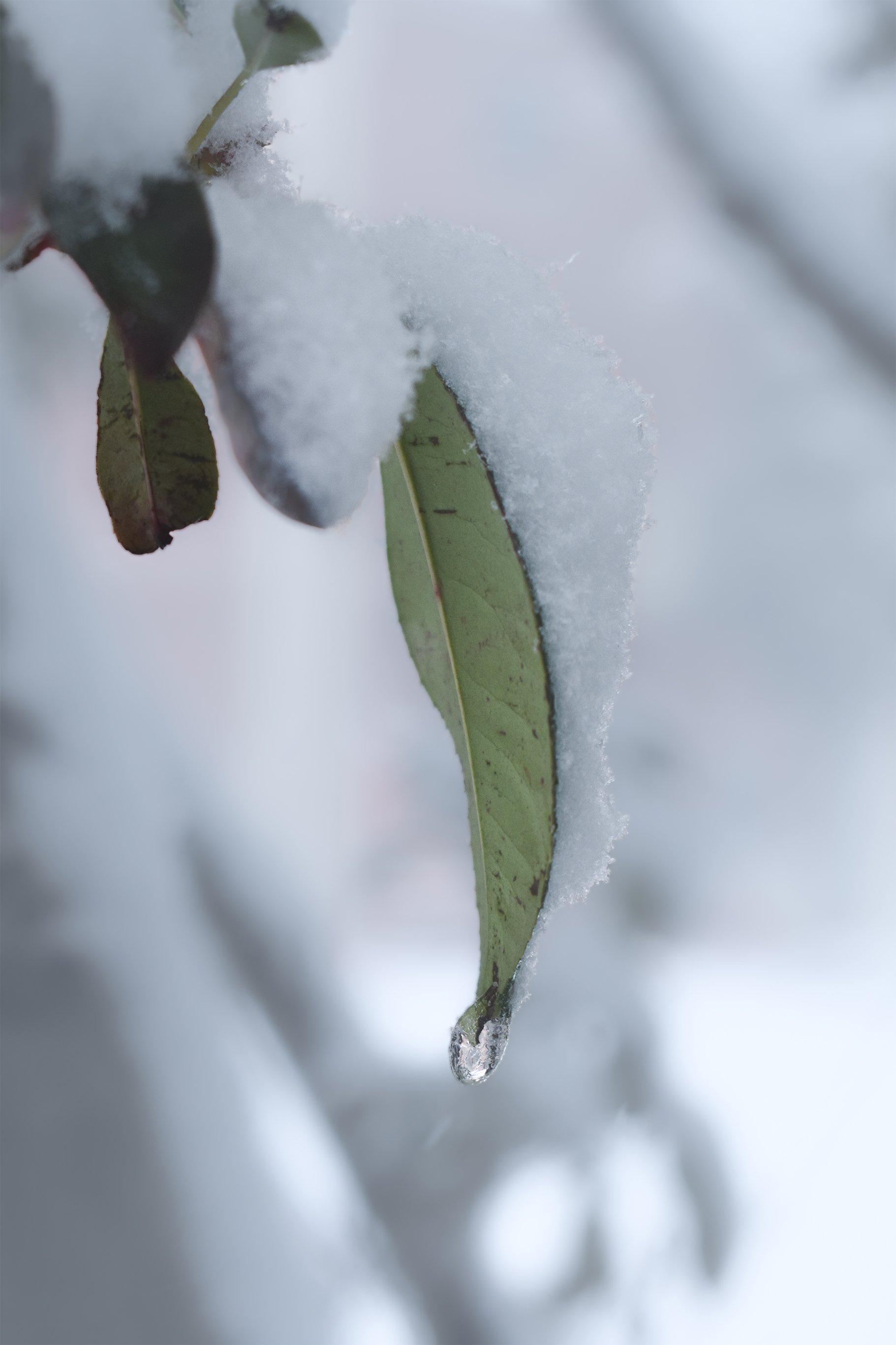 Frozen Elegance