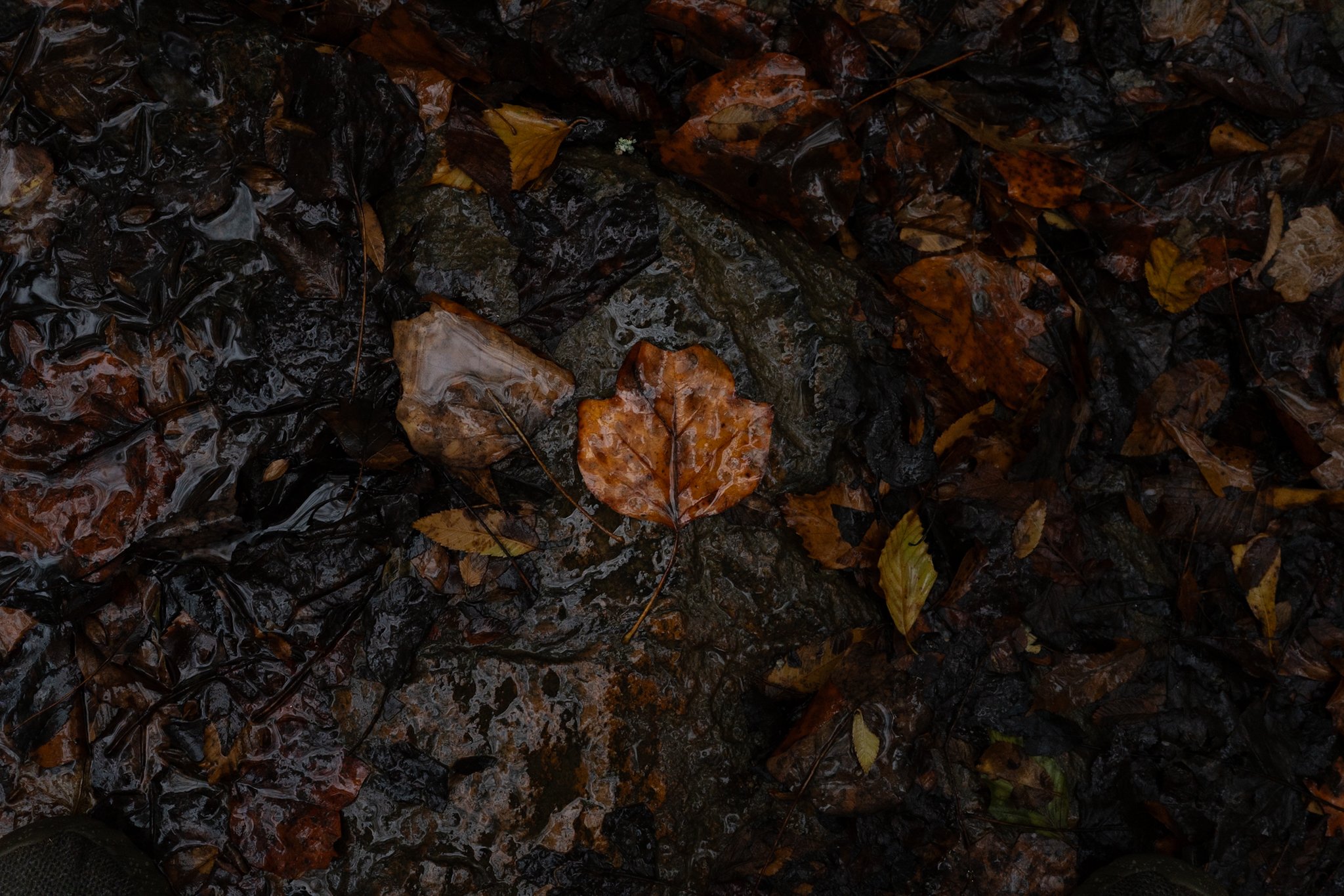 Wet autumn leaves and rocks on the ground, with a prominent brown leaf in the center.