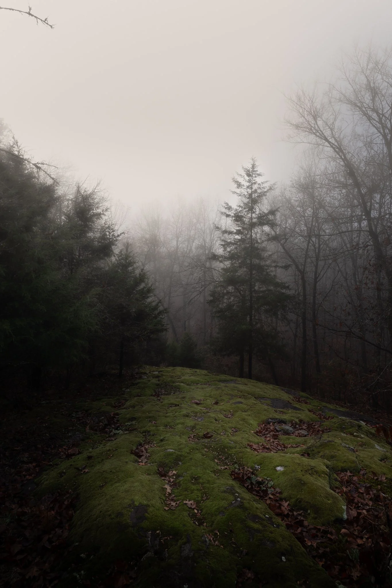 A moss-covered rocky path in a foggy forest with leafless trees and some evergreen trees in the background.