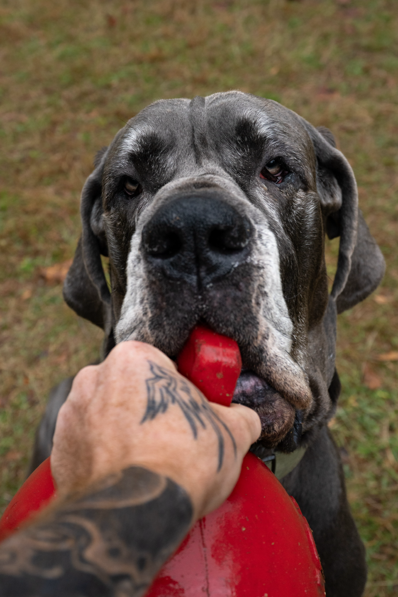 Bleu-Red+Ball+Stare.png