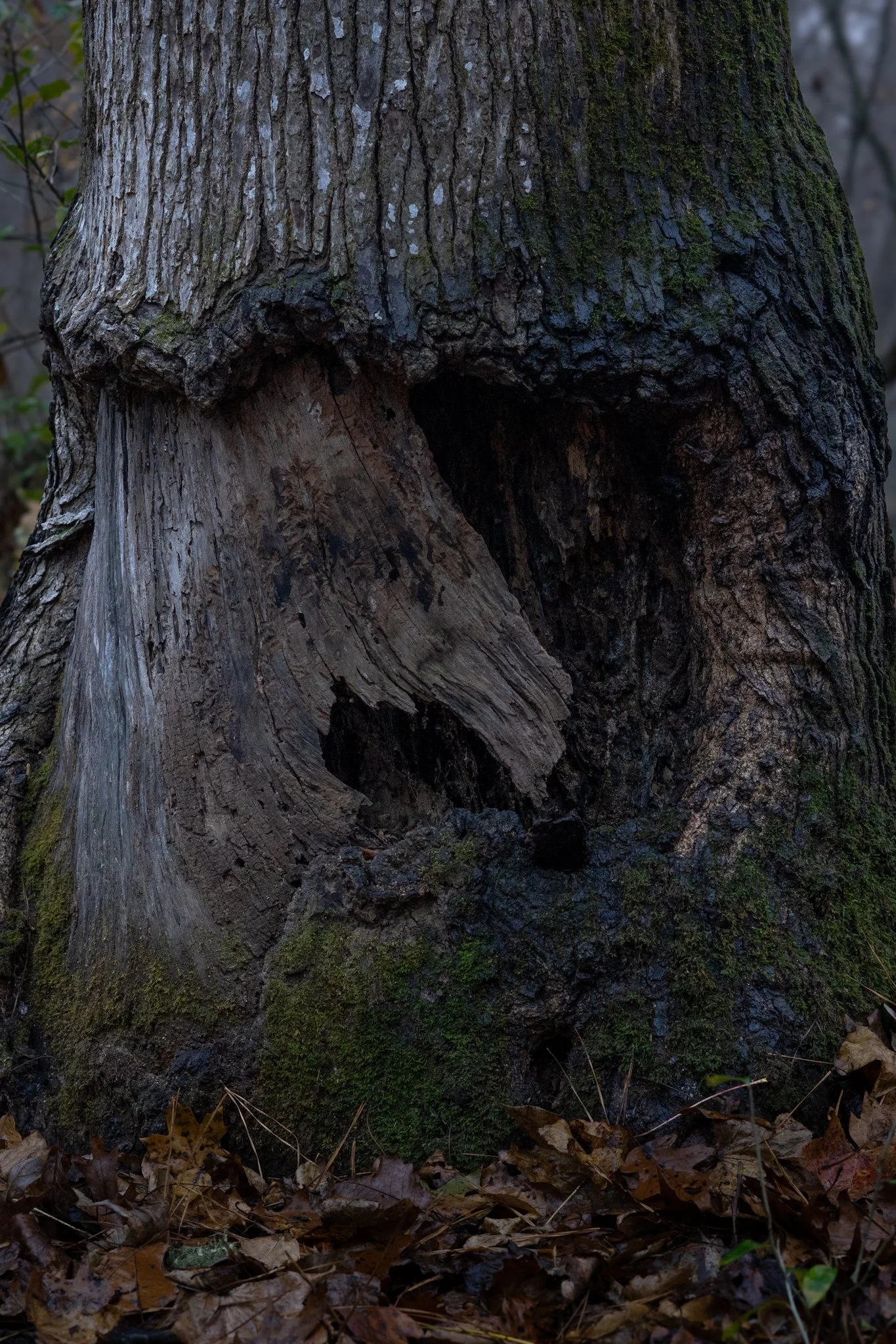 Close-up of a tree trunk with a hollowed-out section, moss at the base, and fallen dry leaves on the ground surrounding it.