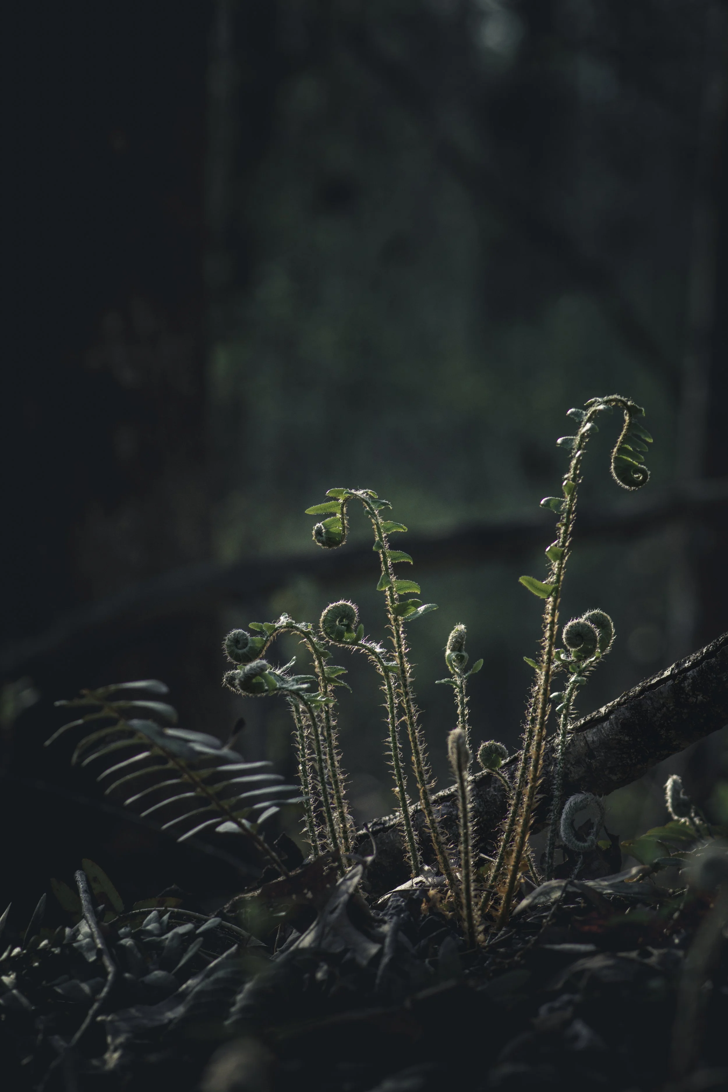 Emerging Spring Fern