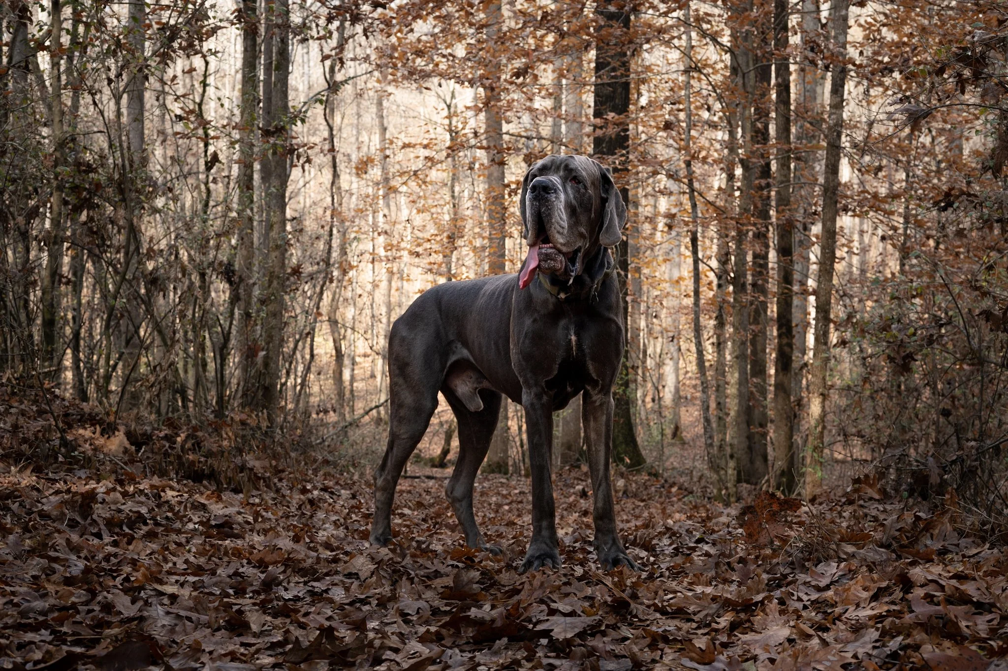 A large black Mastiff dog standing in a forest with brown fallen leaves, trees, and a light sky in the background.