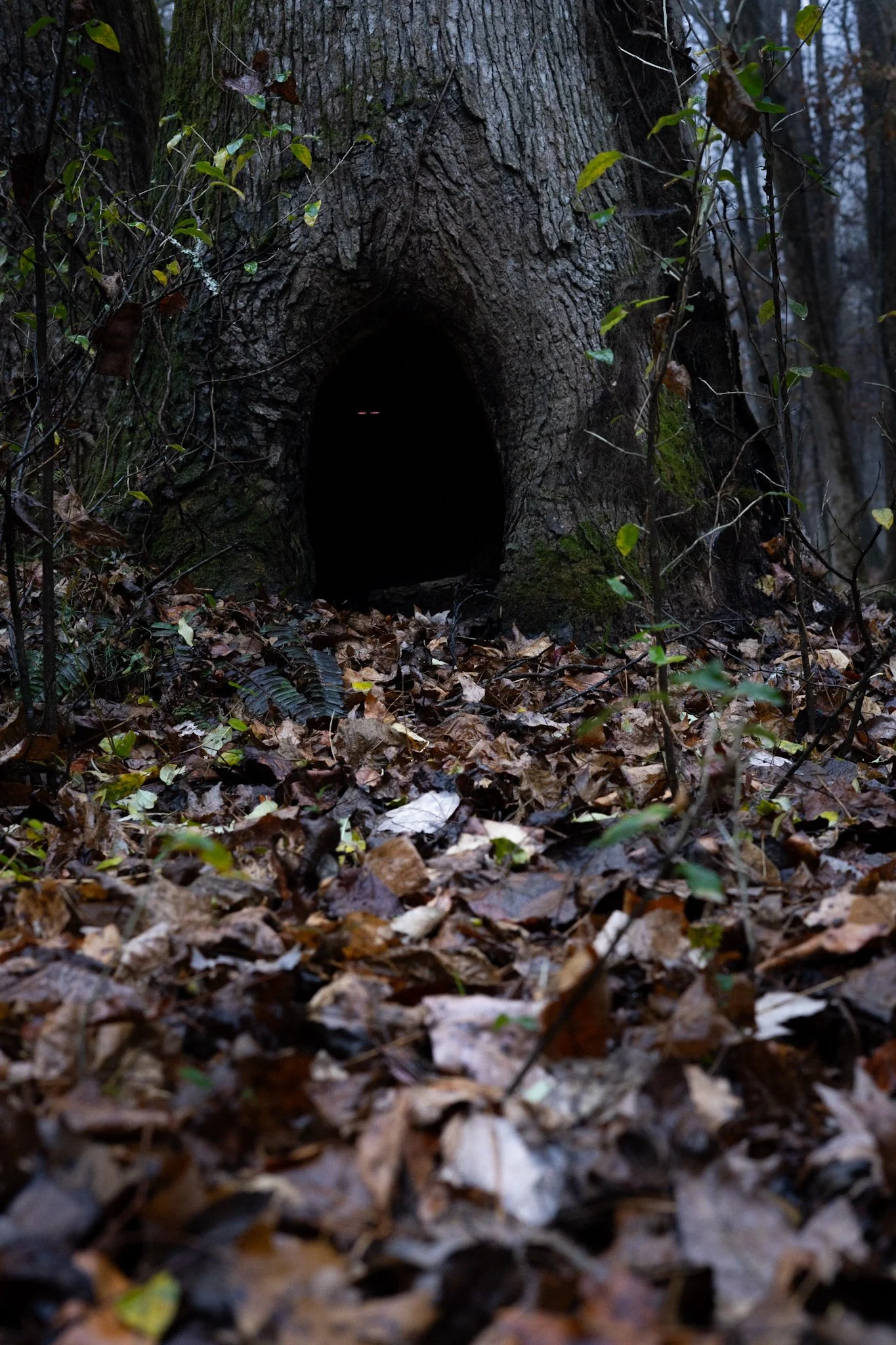 A dark, hollow opening in the base of a tree trunk surrounded by fallen autumn leaves and sparse green foliage in a forest.