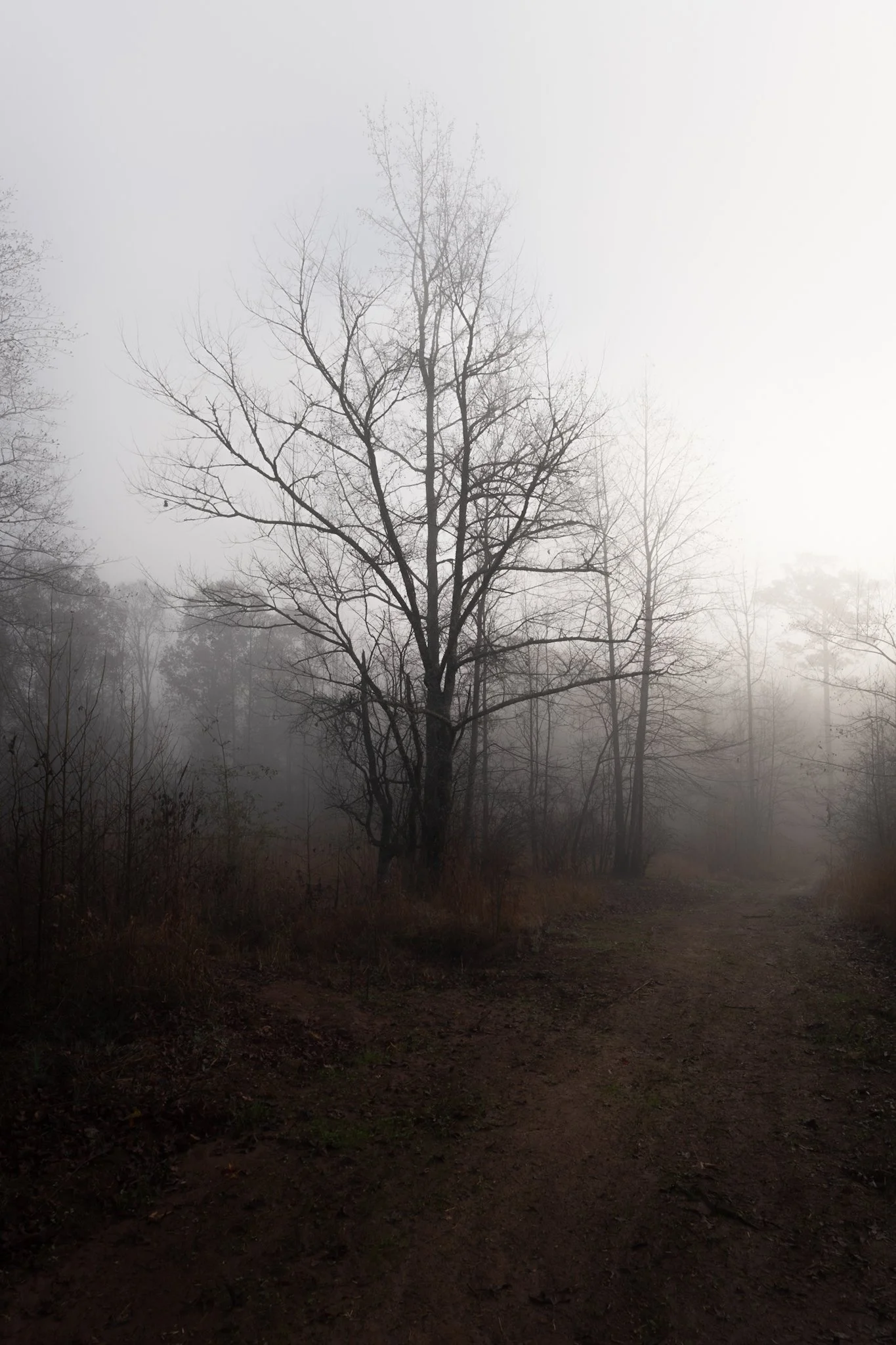 A foggy forest scene with leafless trees and a dirt path