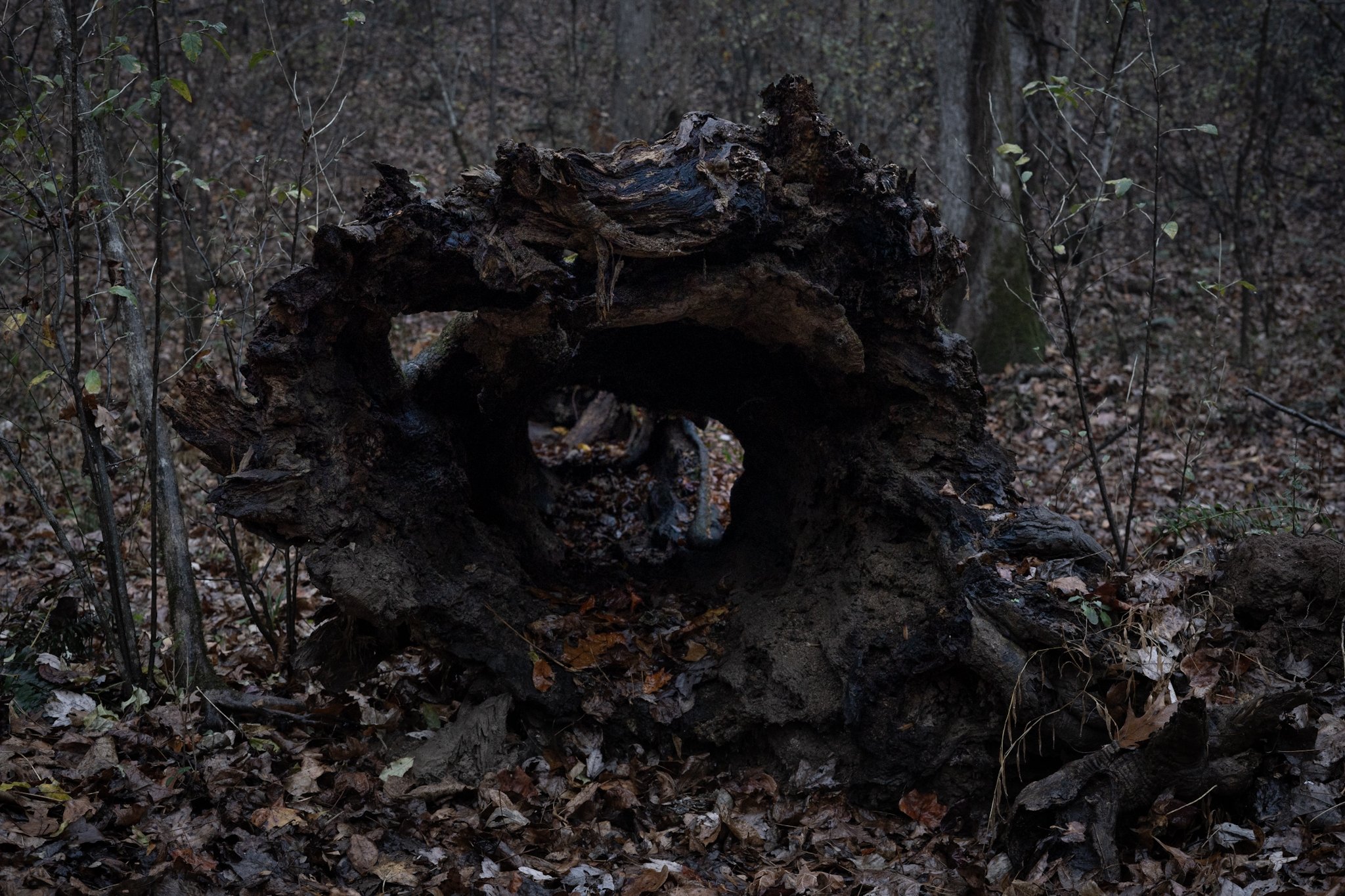A hollow piece of fallen tree trunk in a wooded forest setting with leaf-covered ground.