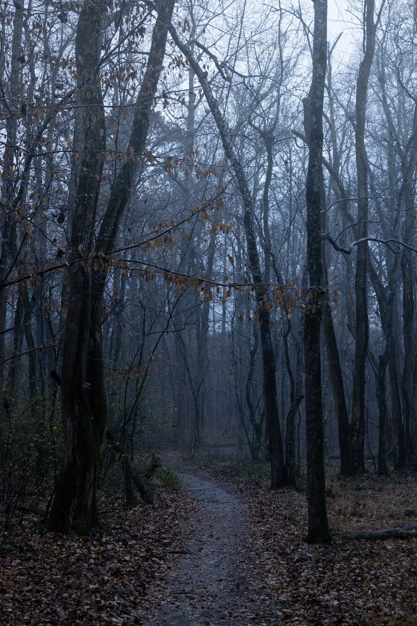 A narrow, winding dirt trail through a dense, leafless forest on a foggy, overcast day.
