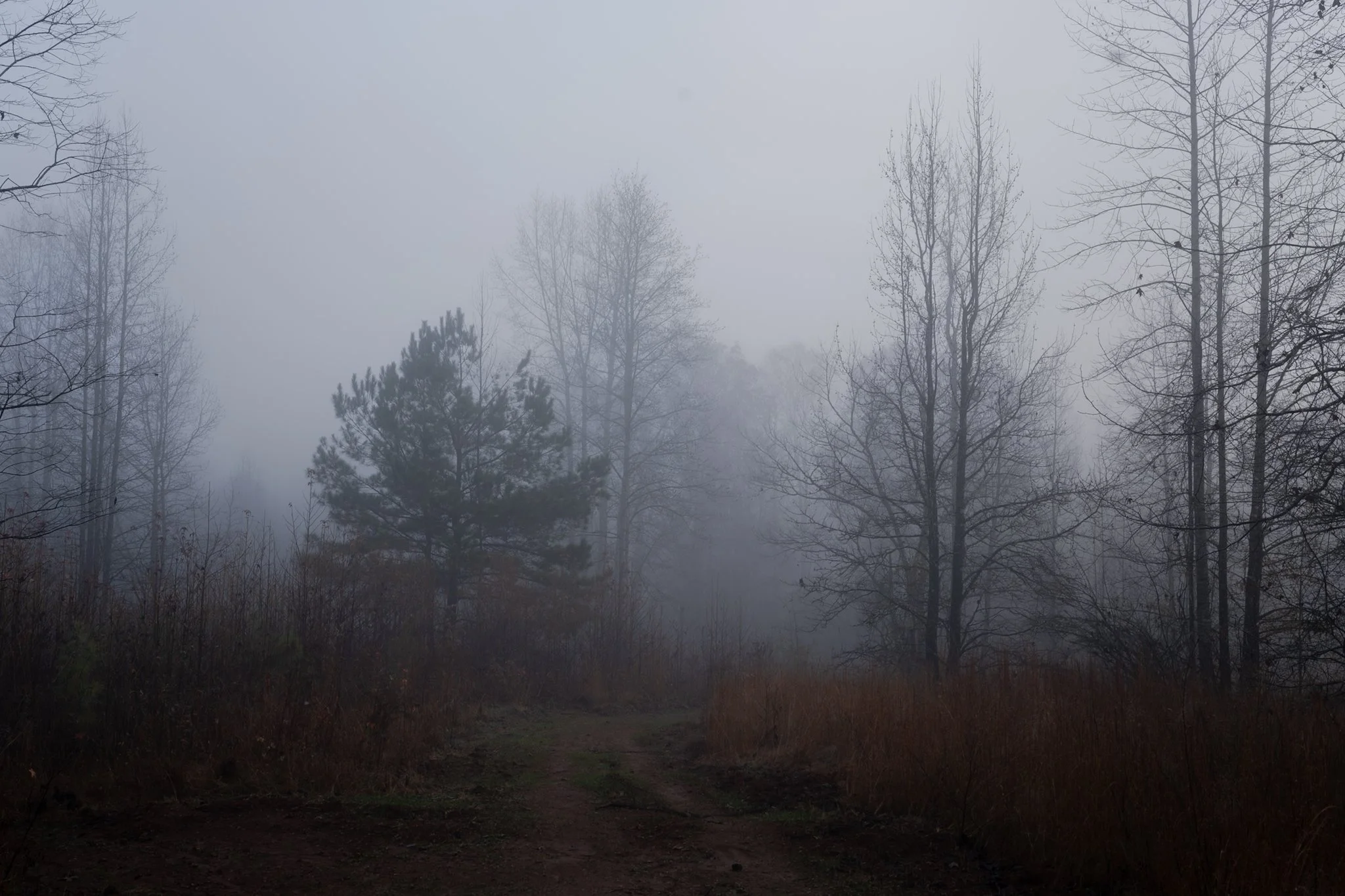 A foggy forest scene with tall, leafless trees and a dirt path in the foreground.