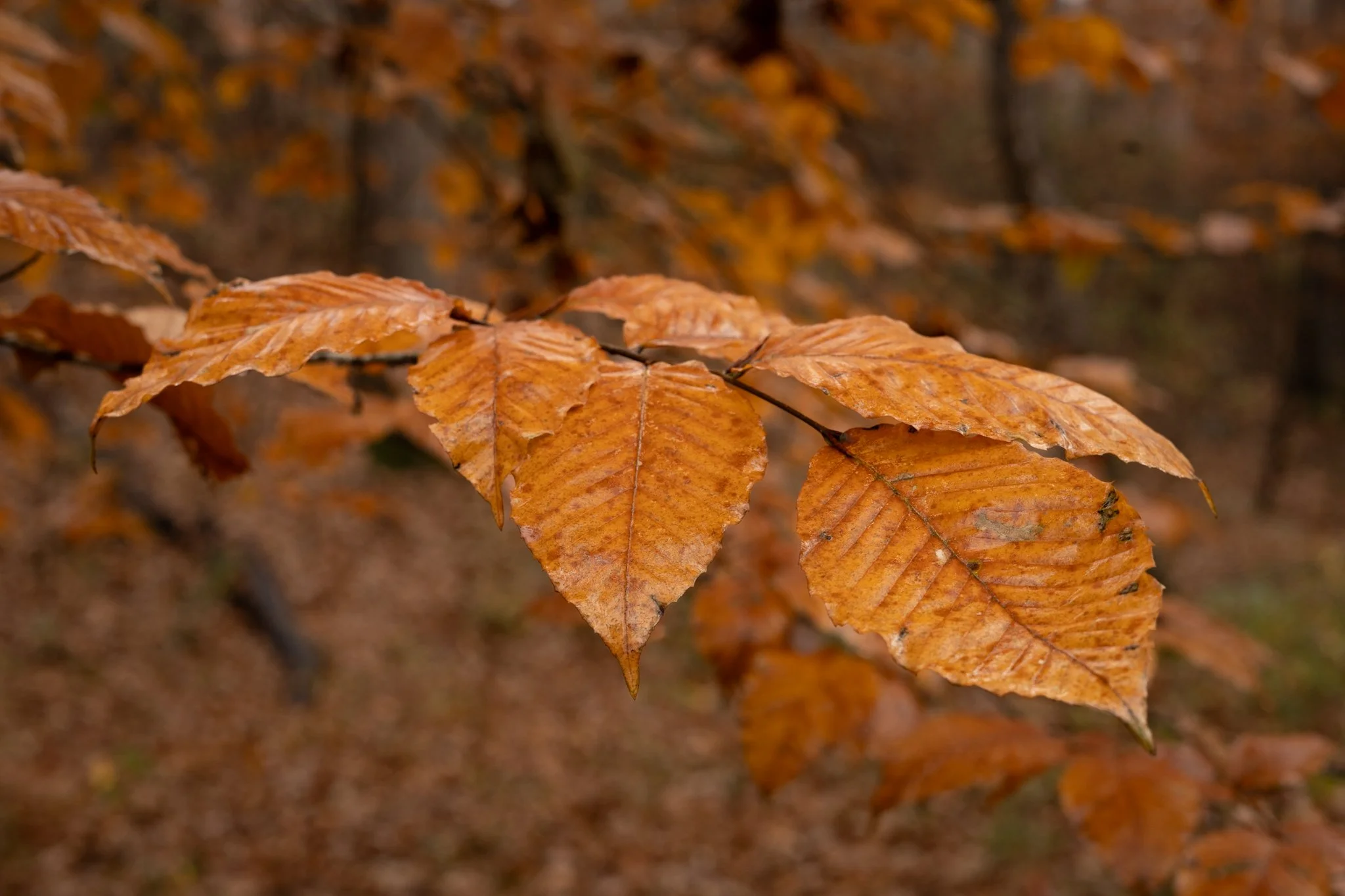 Close-up of orange and brown autumn leaves on a tree branch with a blurred fall forest background.