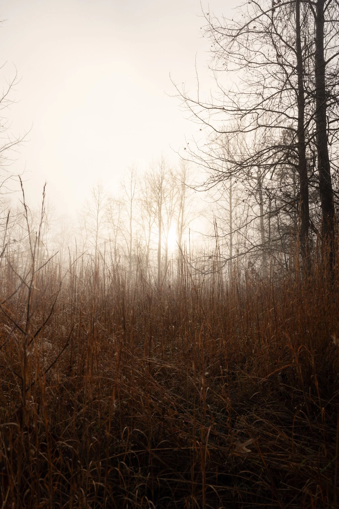Sunlight shining through leafless trees in a foggy field of tall, dry grass in winter.