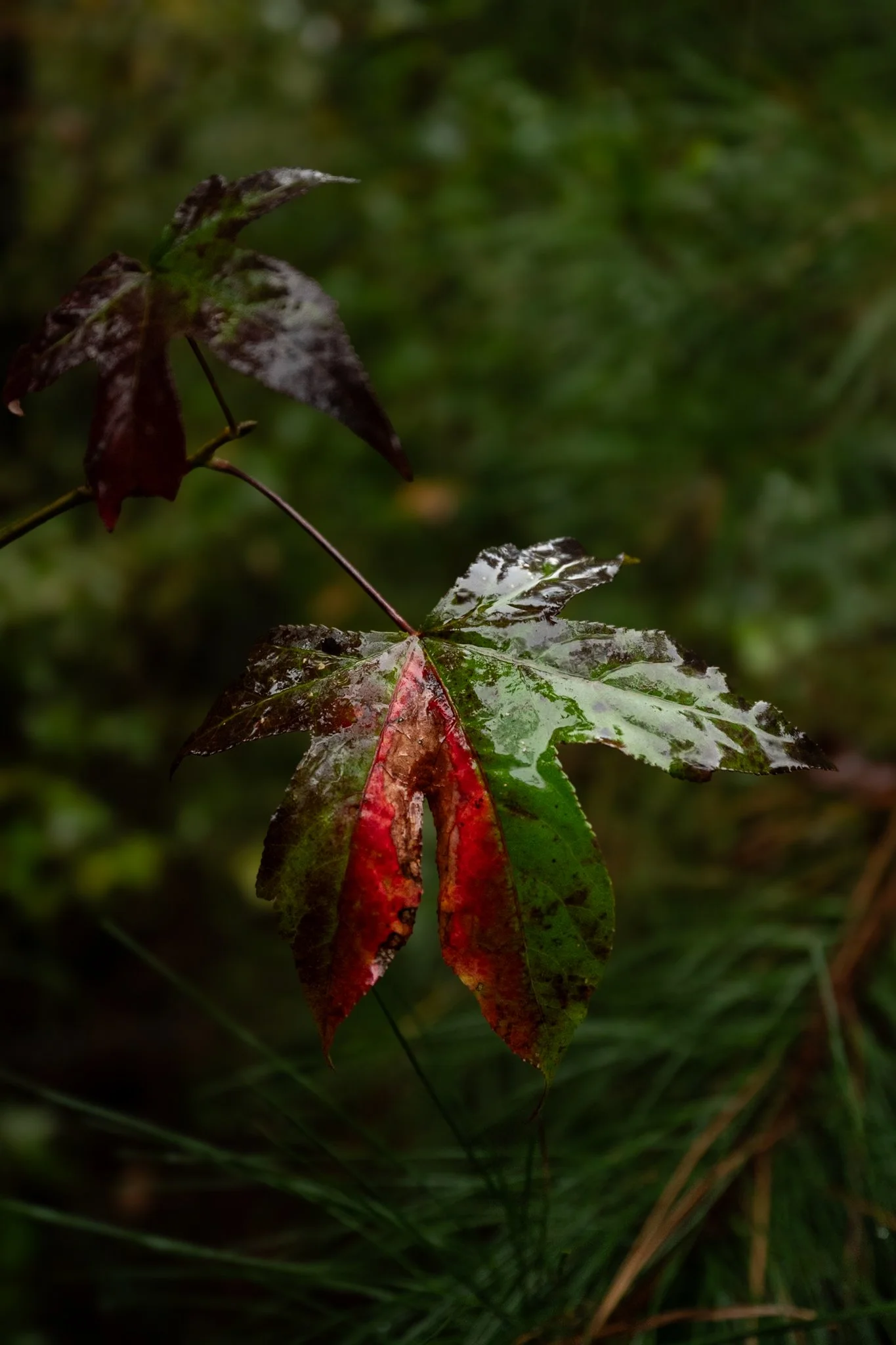 Close-up of a fallen autumn leaf with red and green colors, rainy and wet environment, surrounded by green foliage.