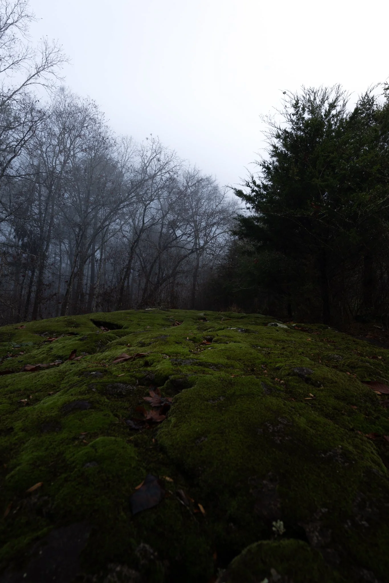 Moss-covered rocks on a forest floor with leafless trees and foggy sky in the background.