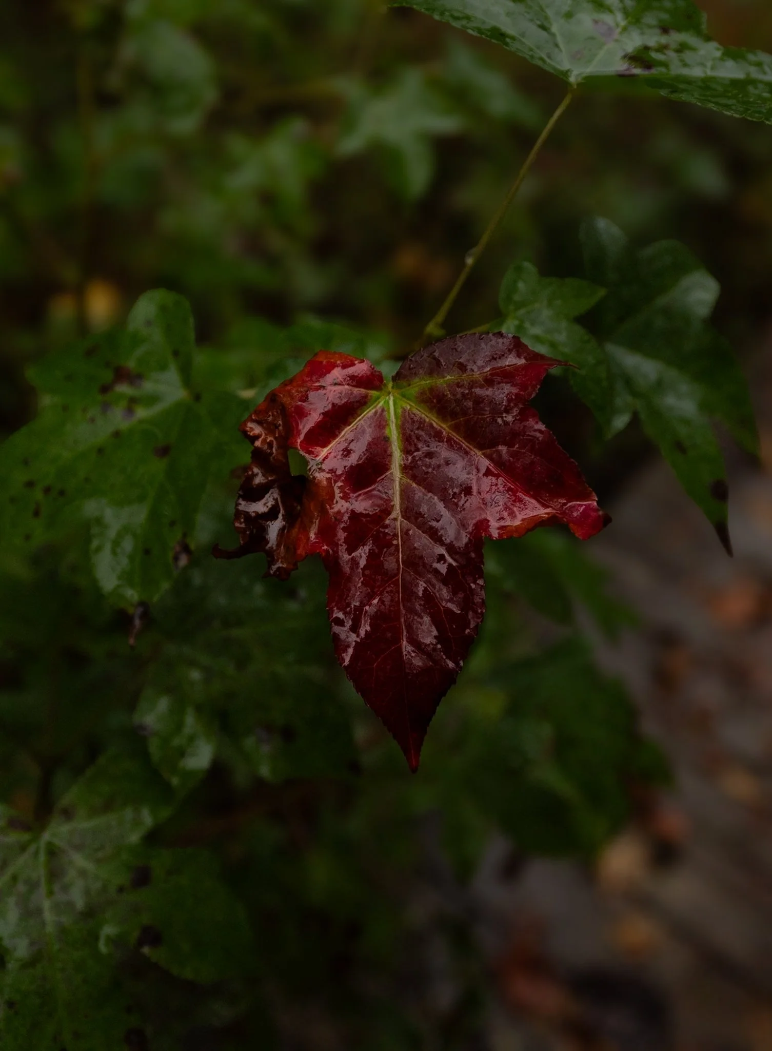 A close-up of overwintered red and green fall leaves on a plant.