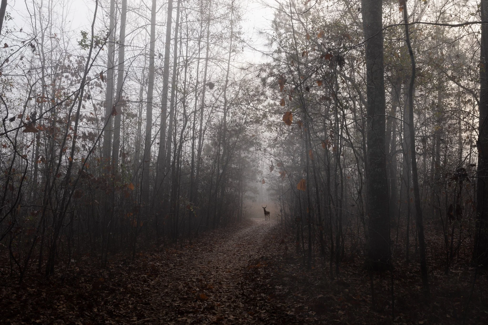 Deer standing on a foggy forest path surrounded by leafless trees.