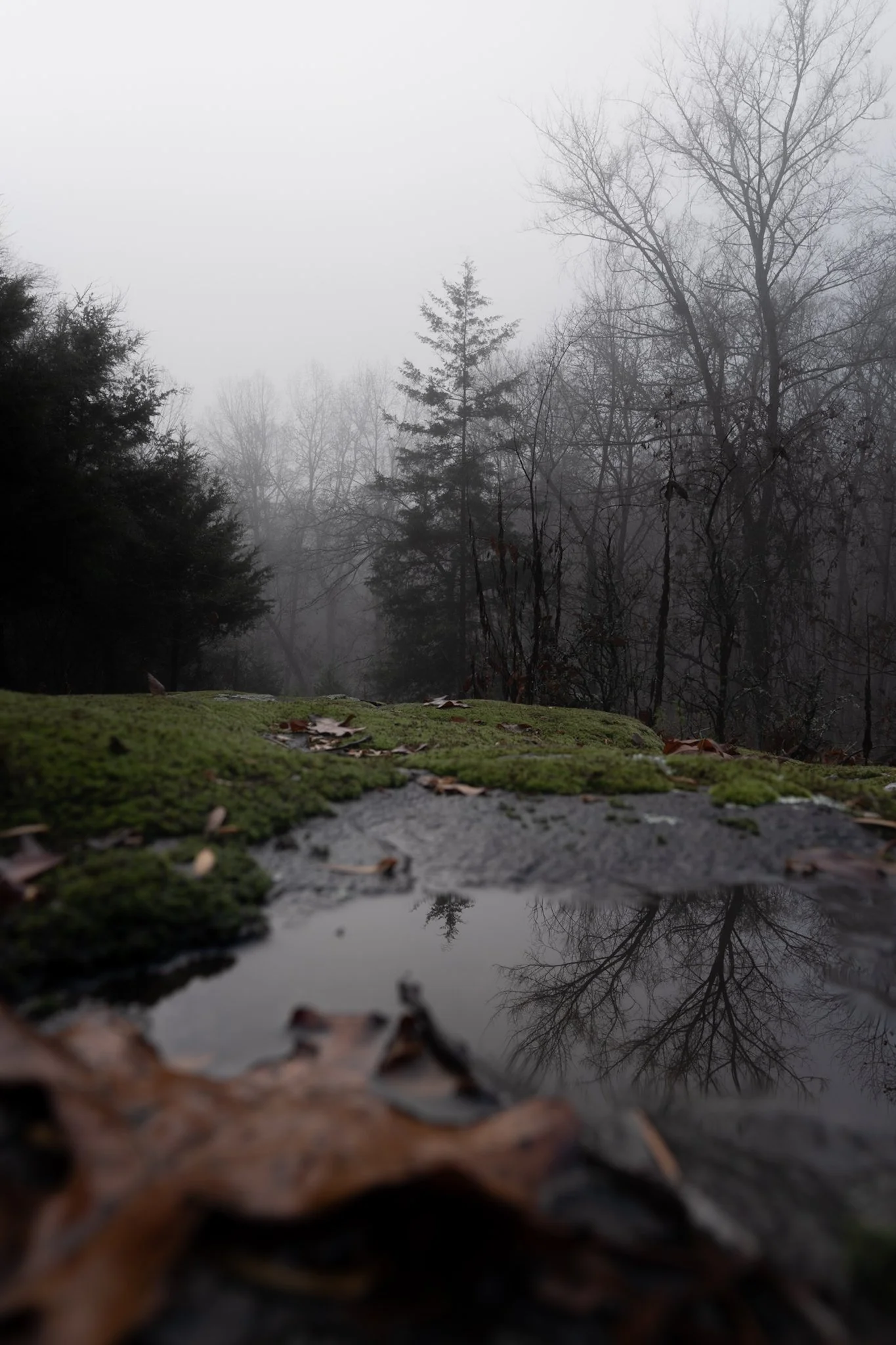 A foggy forest scene with leafless trees, moss-covered rocks, fallen leaves, and a puddle reflecting the trees.
