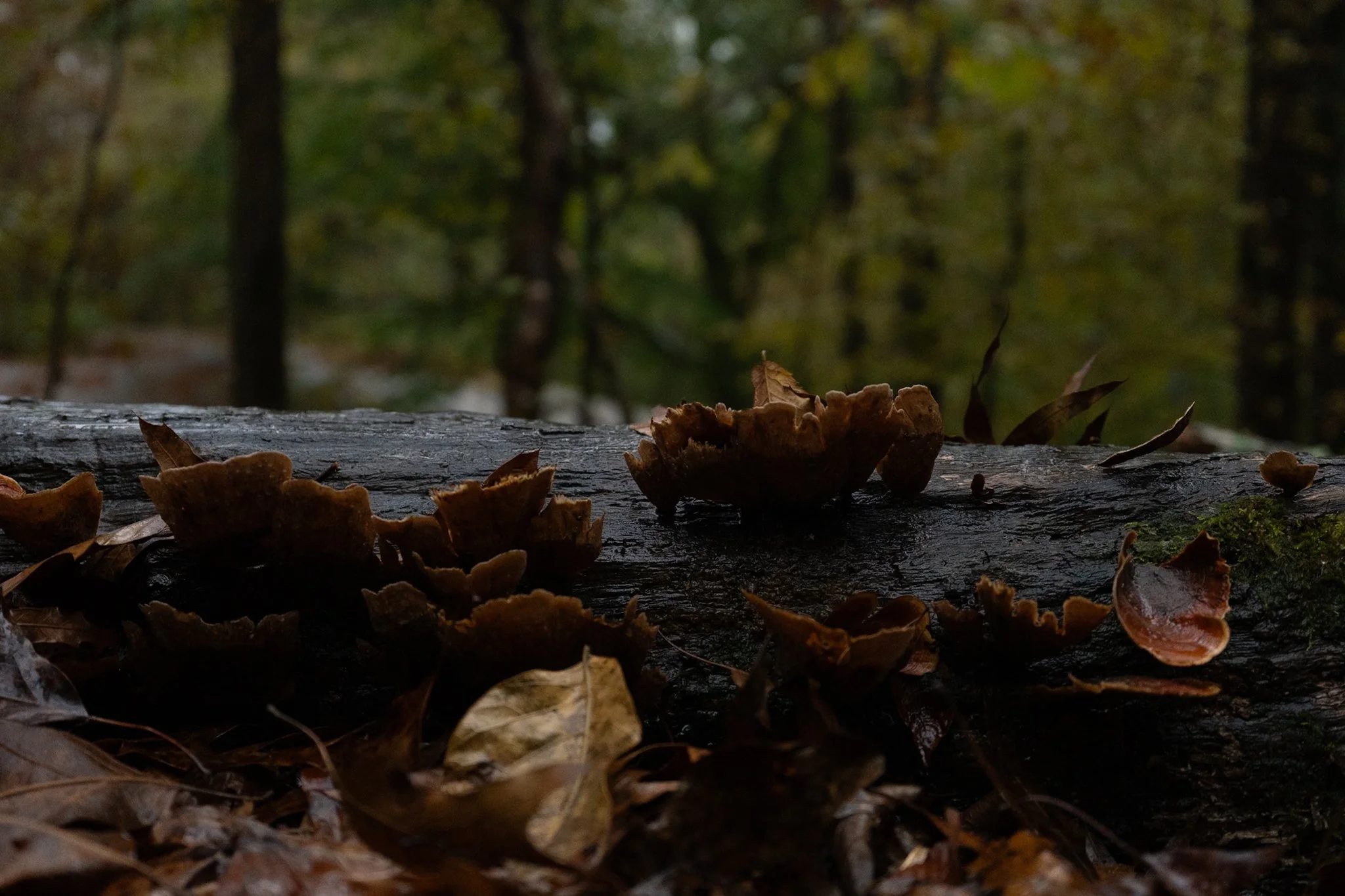 Close-up of fallen mushrooms and leaves on a wet log in a forest during autumn.