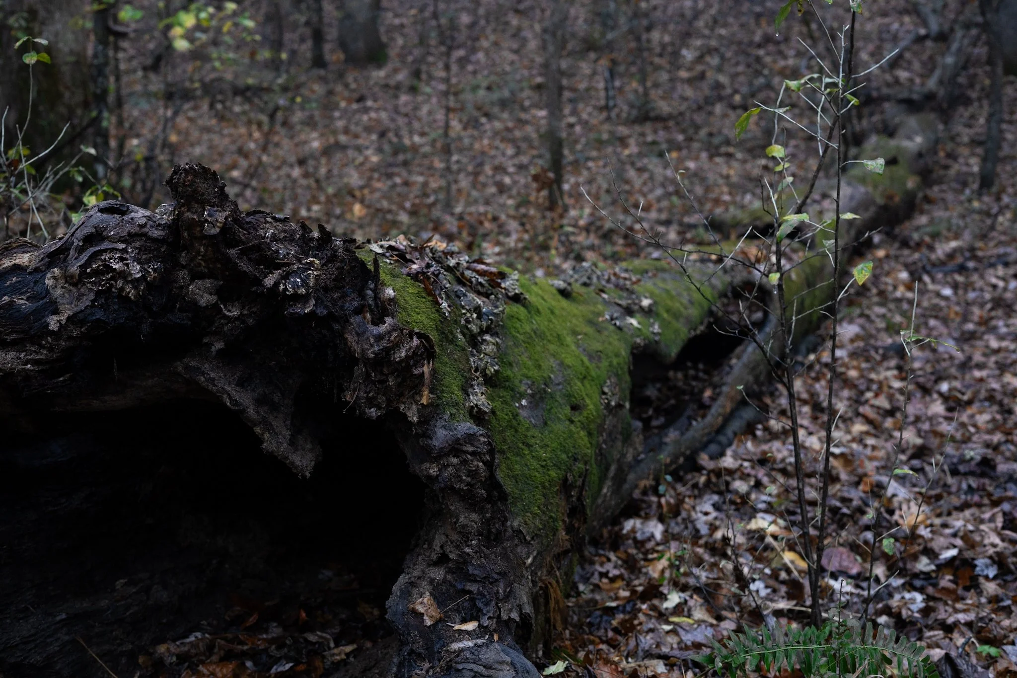 Fallen tree covered in moss in a forest with leaf-covered ground and sparse small plants.