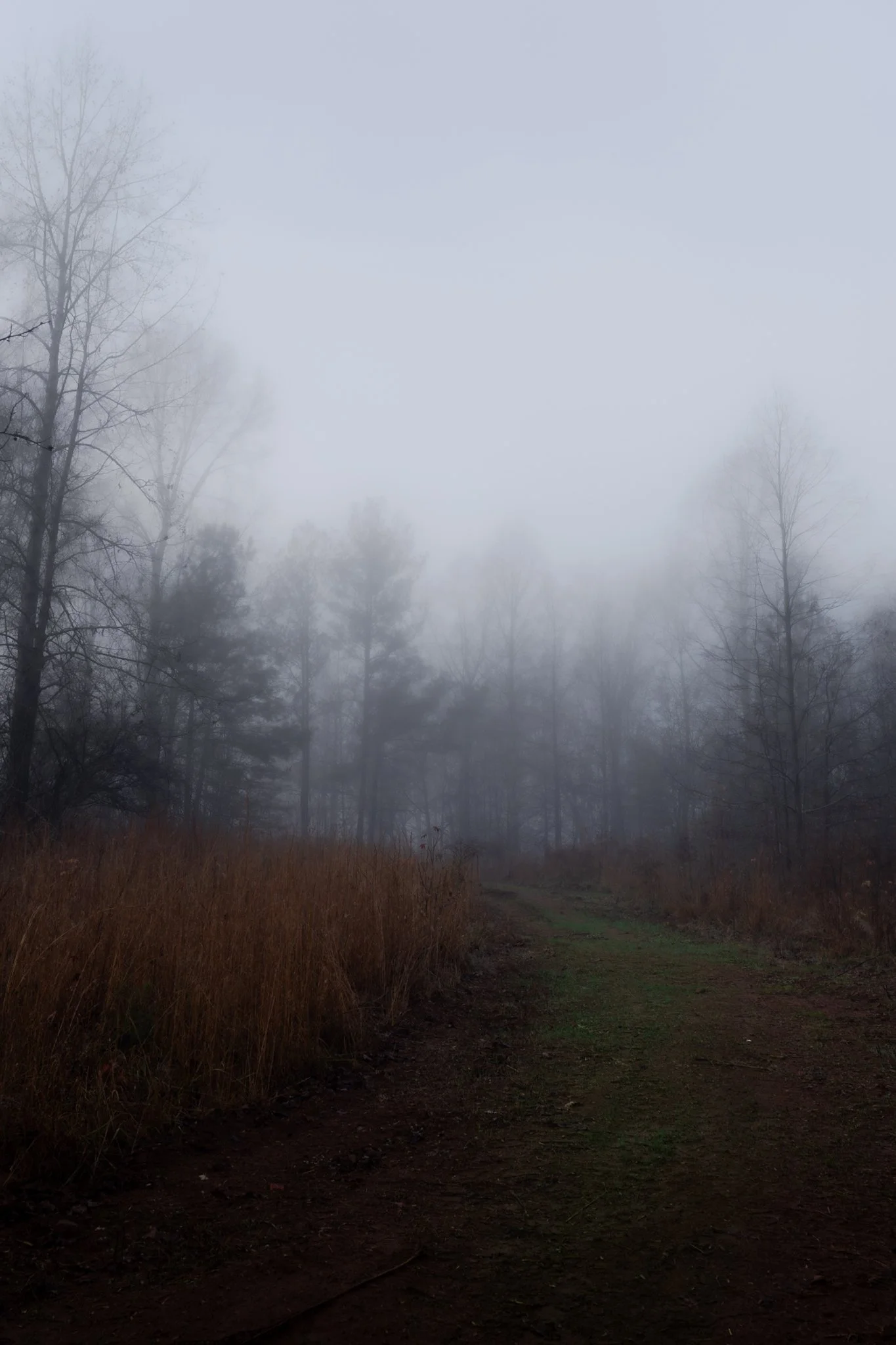 A foggy dirt path winding through a forest with trees on either side, some grasses and bushes lining the path, and dense fog obscuring the background.