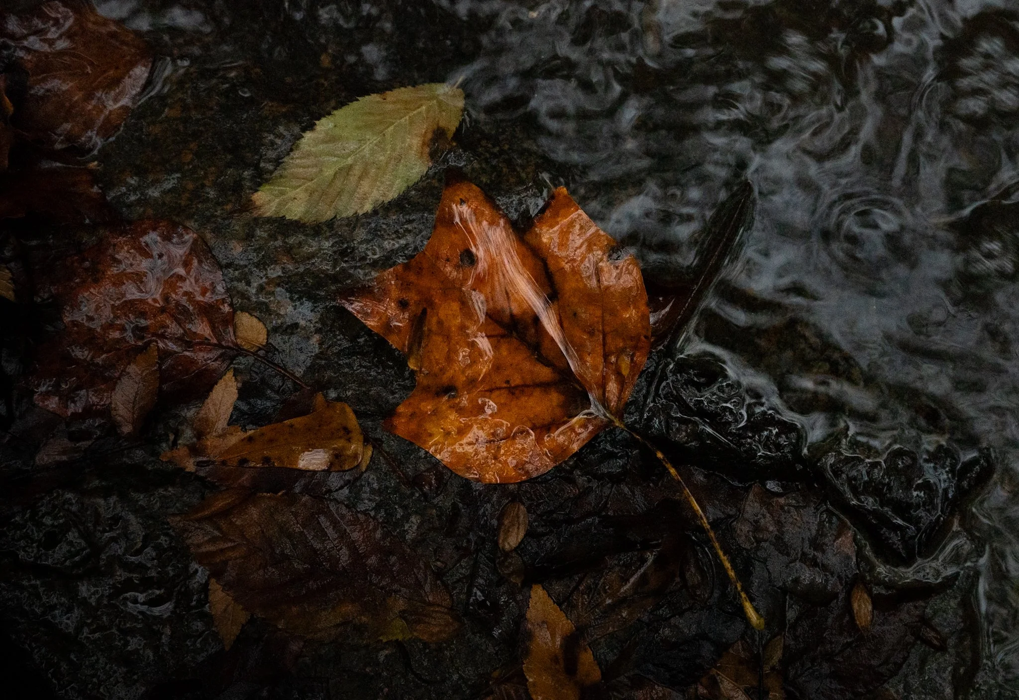 Fallen autumn leaves on wet rocks in a stream, with water flowing around them.