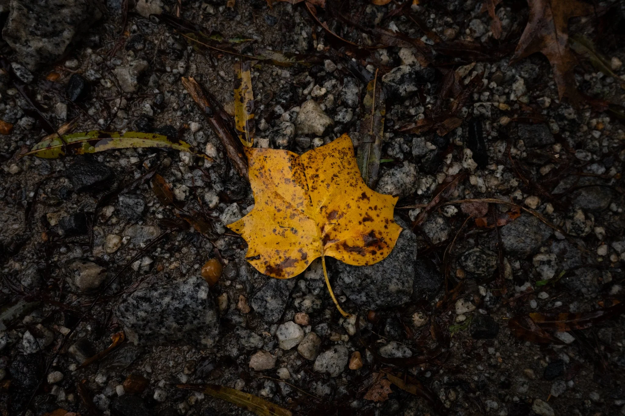 A yellow fallen leaf on a muddy ground with small rocks and twigs.