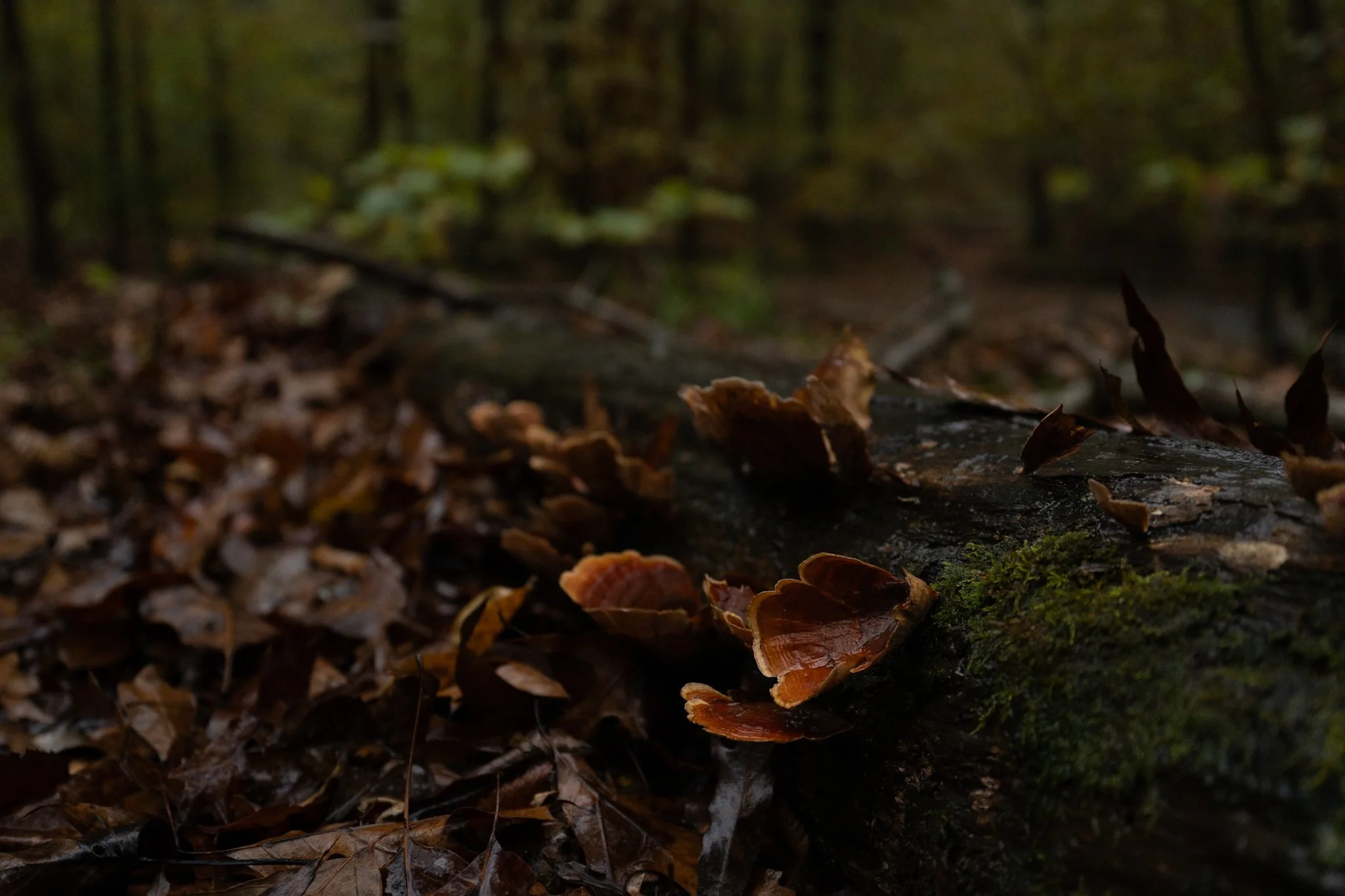 Close-up of a fallen tree trunk covered with brown mushrooms and moss, with fallen leaves on the forest floor in the background.