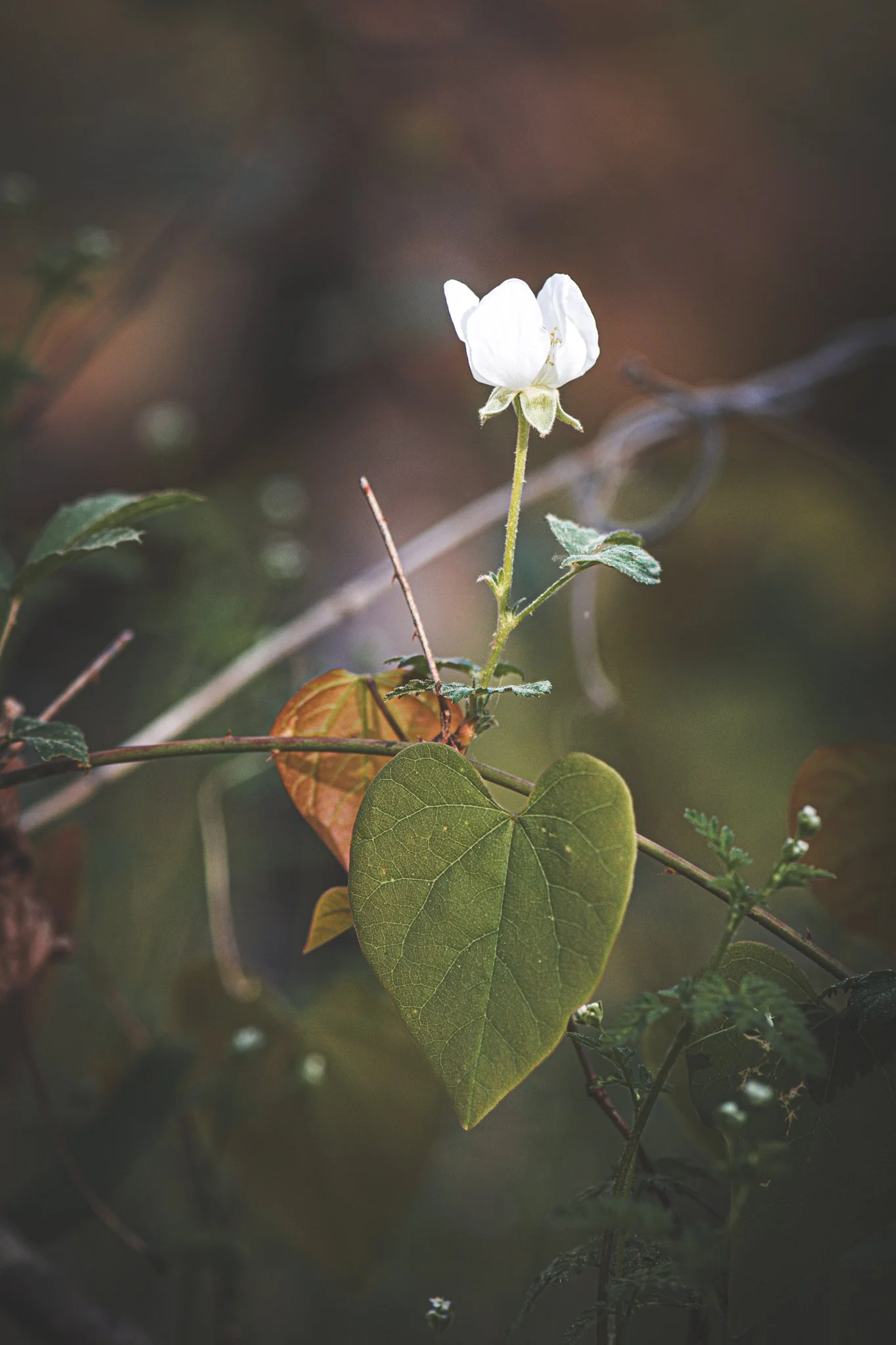 Heart of the Wilderness