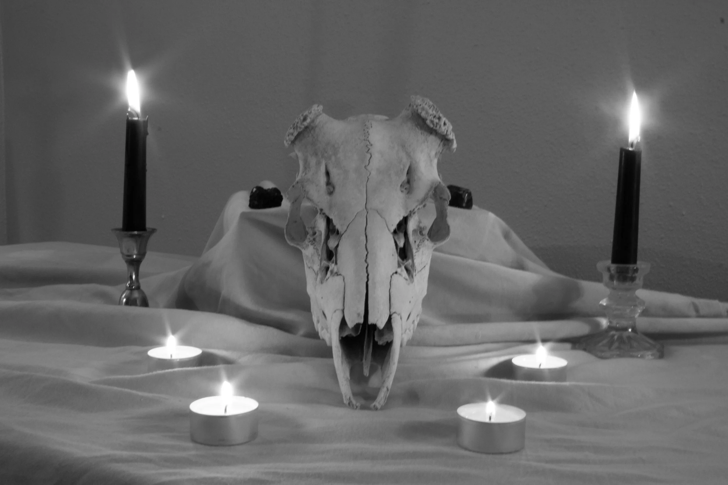Still Lifes