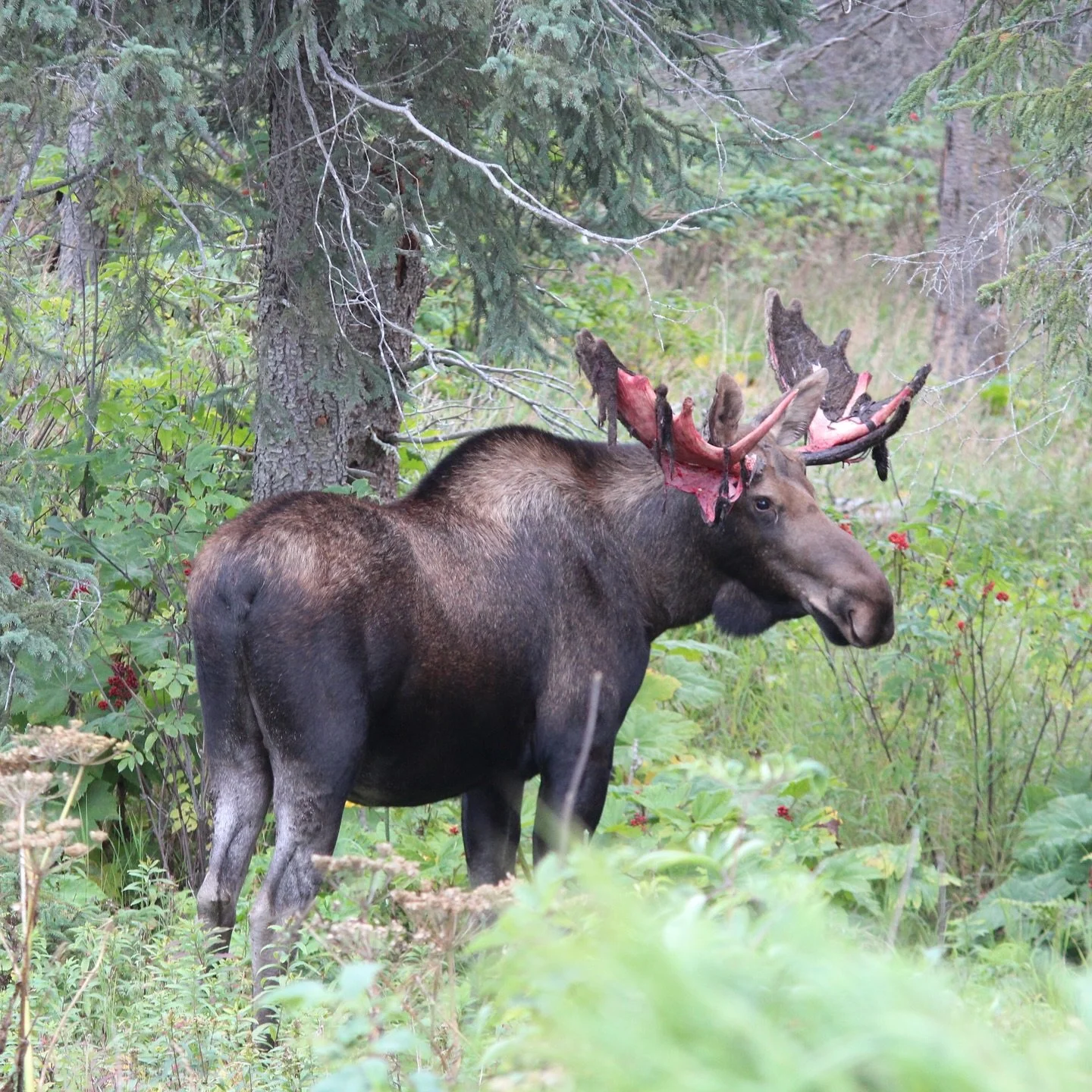 We had a surprise visitor at the APS job site this week in Nikiski. 🫎

A bull moose wandered through the woods around our new precast plant &mdash; his rack glowing red as he shed the last of his velvet, ready for rut season.

While the wildlife fol