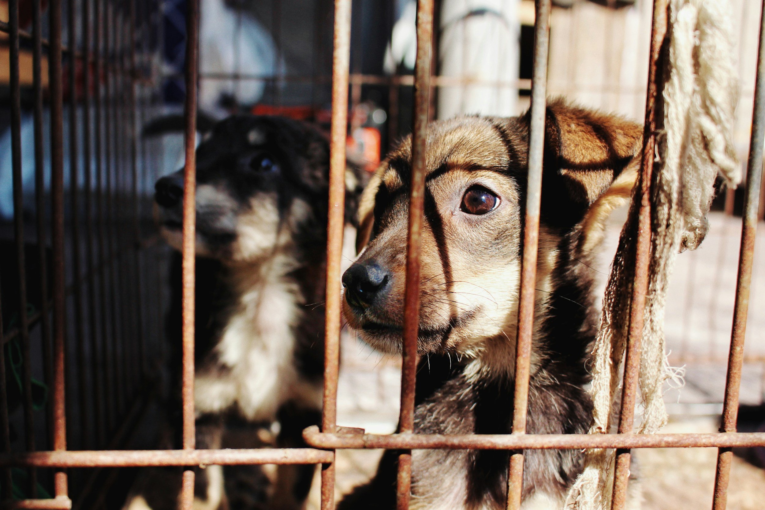 Halting Animal Cruelty in Your Community