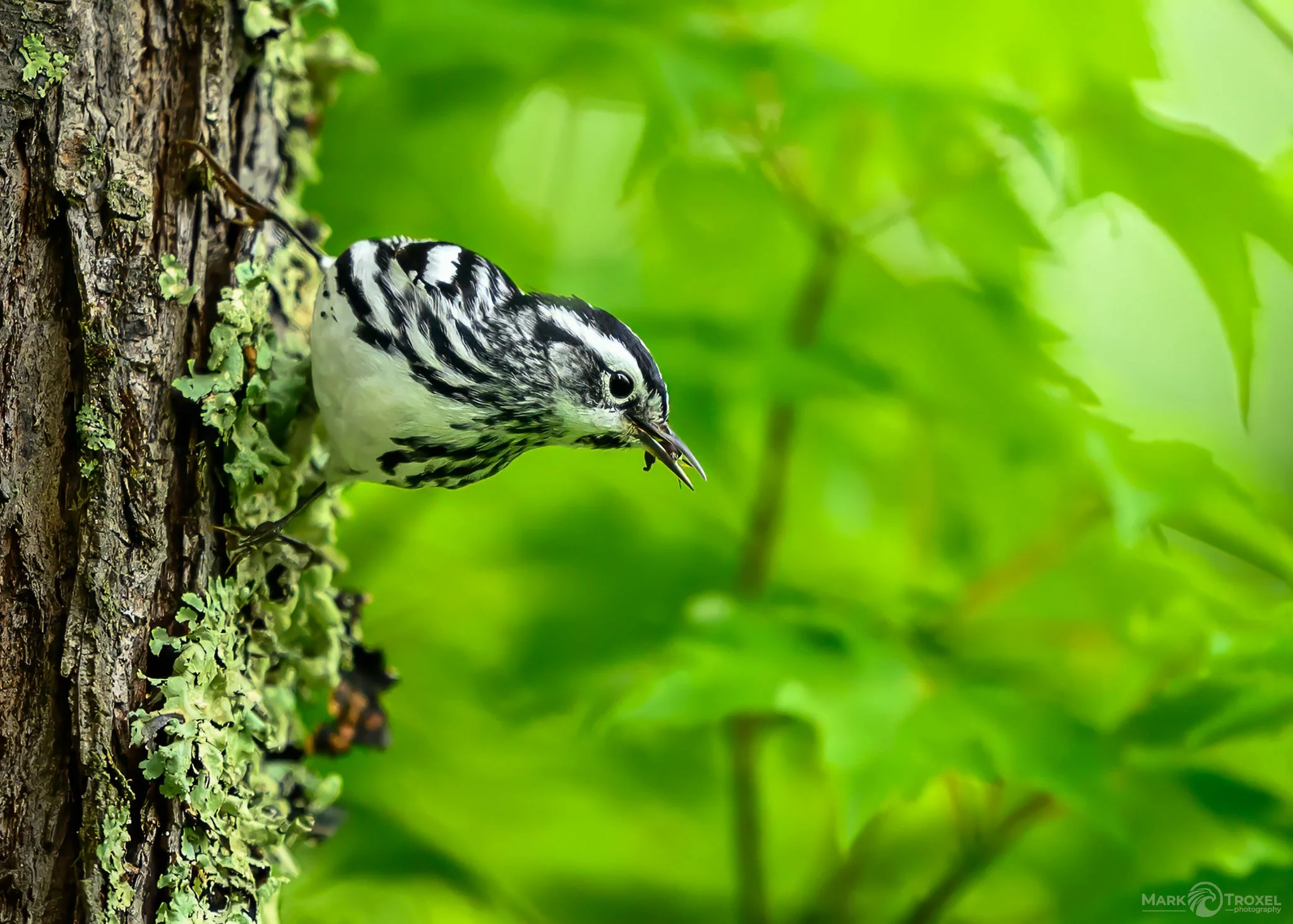 Black-and-white Warbler