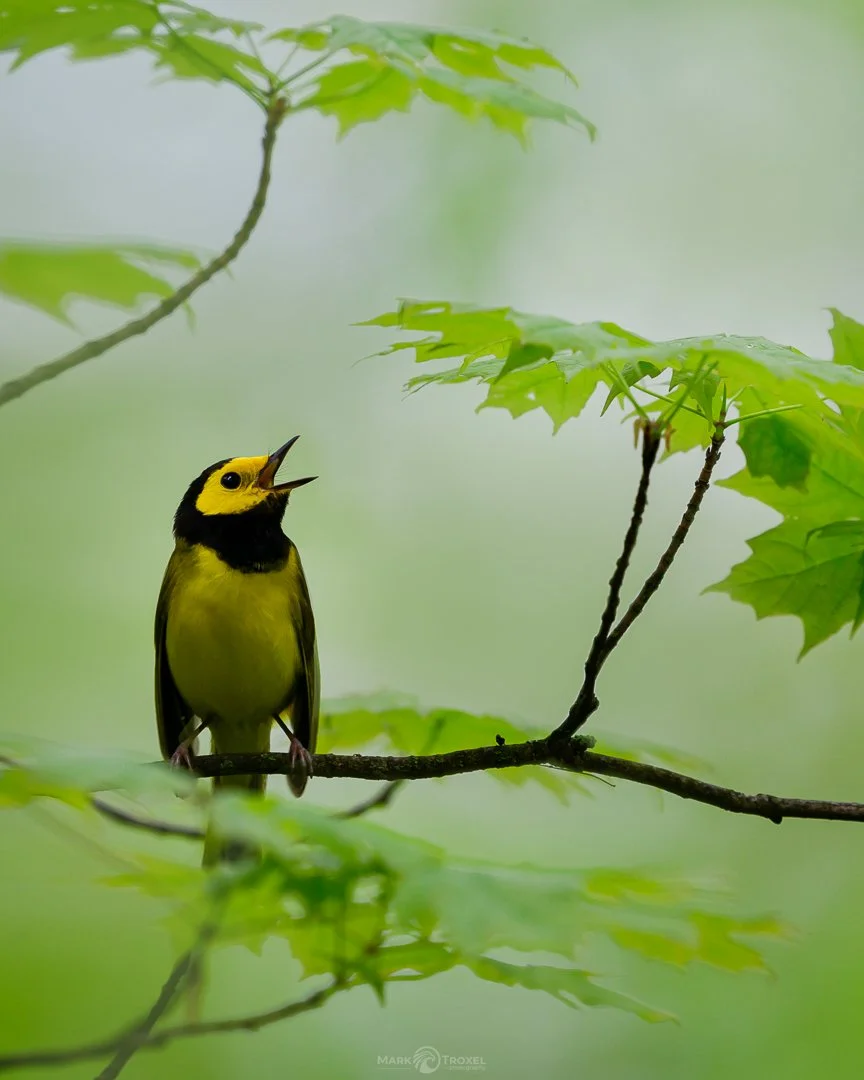 Hooded Warbler - a lifer bird for me. Taken through a small clearing in the branches of this sugar maple tree. Northern PA, 2025
...
#raw_community_member #raw_nature #raw_allnature #raw_birds #z8 #nikonz8 #nikonusa #nikonwildlife #nikonwildlifephoto