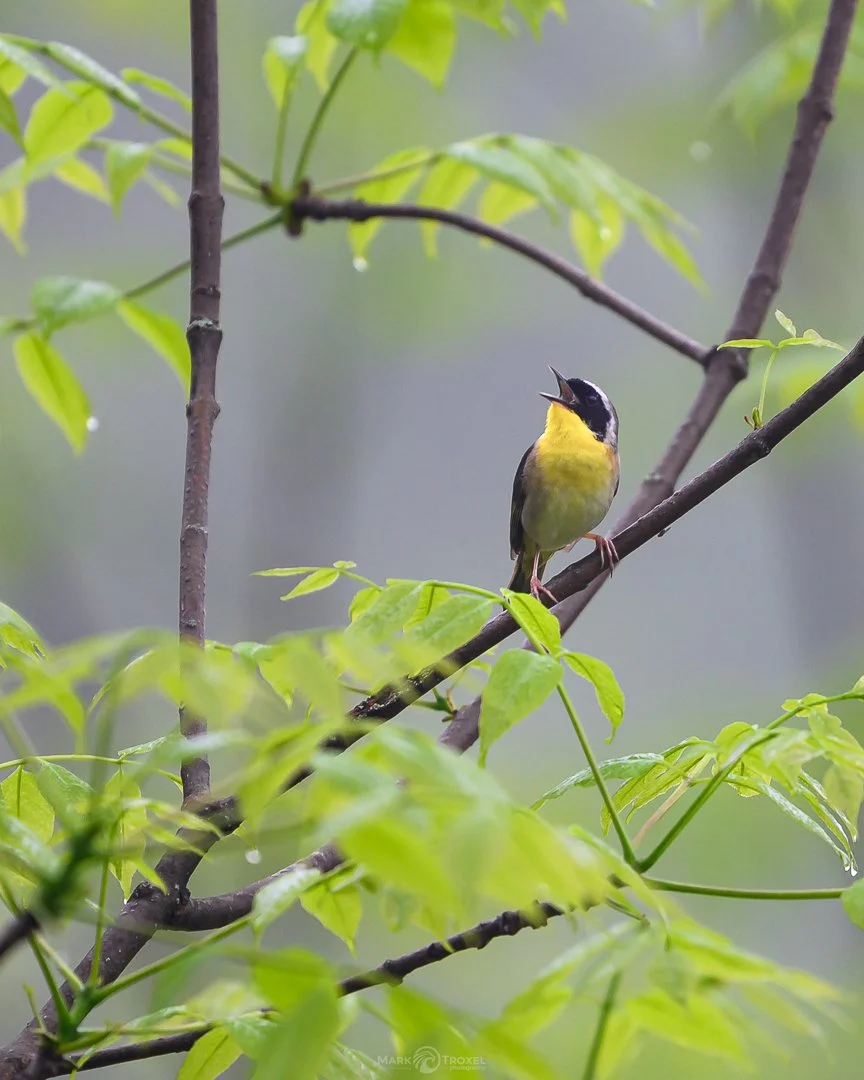 Common Yellowthroat singing his heart out. Northern PA, 2025
...
#raw_community_member #raw_nature #raw_allnature #raw_birds #z8 #nikonz8 #nikonusa #nikonwildlife #nikonwildlifephotography #warblers #warblersofinstagram #animalgang #bird_world #wildl