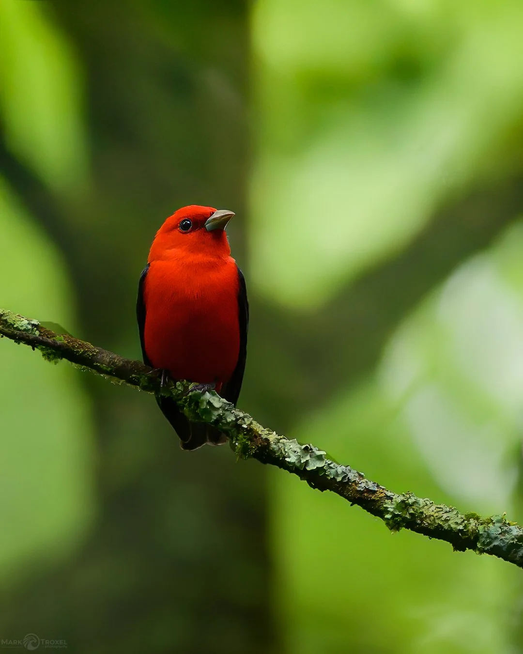 Are they even real? Most of the photographs I've ever taken of them look like a stuffed toy that someone put in a tree. This is my first photo of one where you can actually see some feather detail.
Scarlet Tanager
...
#raw_community_member #raw_natur