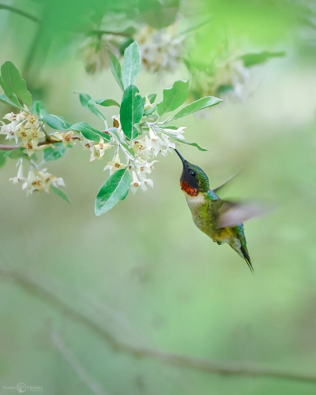Male Ruby-throated Hummingbird visiting an autumn olive bush. 
...
#raw_community_member #raw_nature #raw_allnature #raw_birds #z8 #nikonz8 #nikonusa #nikonwildlife #nikonwildlifephotography #animalgang #bird_world #wildlifephotography #wildlife #bir